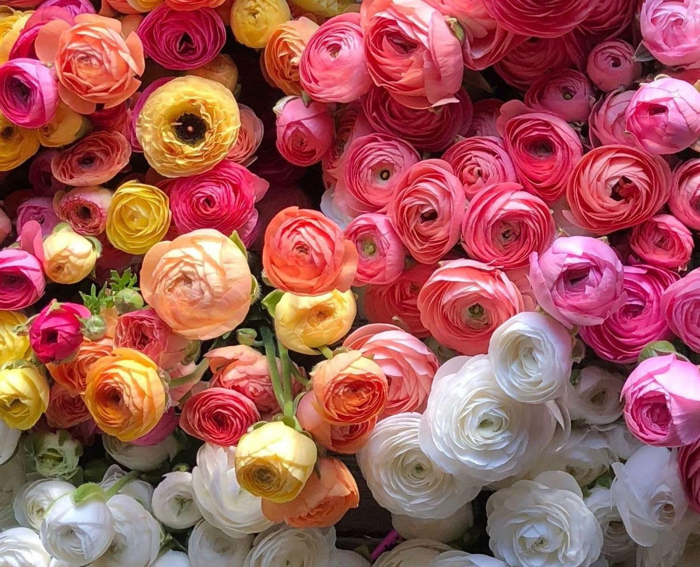 Mixed Peony Ranunculus Bulbs- Persian Buttercup -10 Corms Bulbs Flowering Blooms Perennial Bulbous Root Garden Plant (Mixed Color)