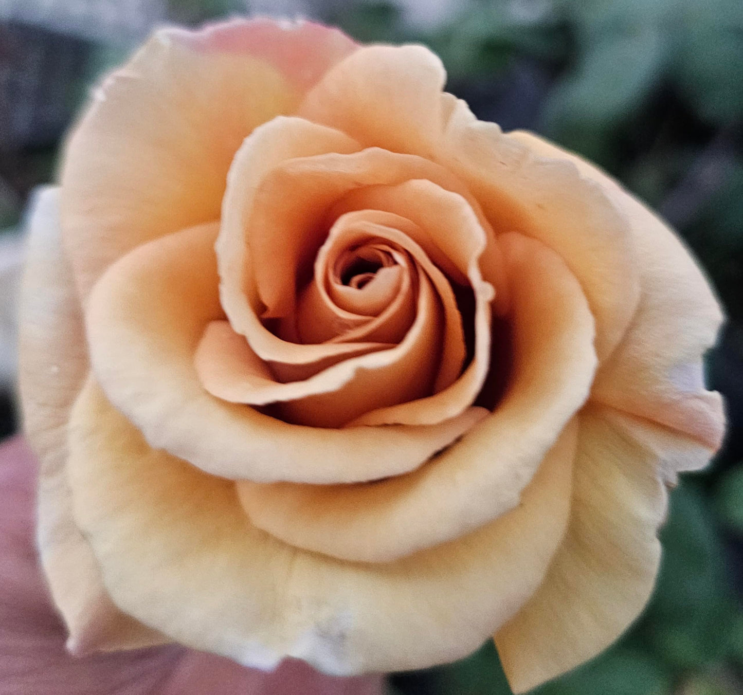 Ma Cherie Roses Butterscotch Climbing Roses Live Plants, Rose Bushes Ready to Plant, 2 Quart Pot, Live Plants Outdoor, Plant Gifts, Roses Live Plants, Outdoor Plants Live, Rose Bush, Climbing Roses