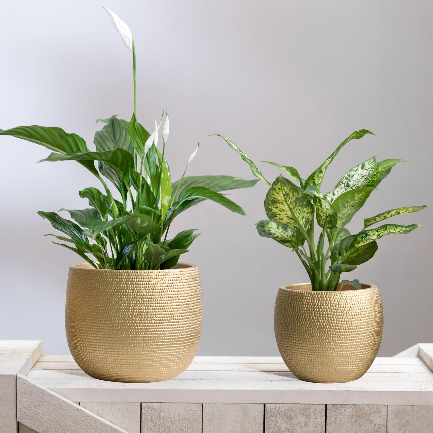 Olly & Rose Barcelona Ceramic Plant Pot Set 2 - Gold Flower Pots - Indoor & Outdoor Planters Home and Garden Decor (Gold, 14cm + 17.5 cm)