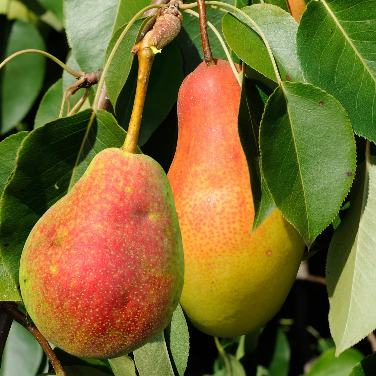 9 Months Old Pear Tree Live Plant for Spring Planting, Red-Yellow Green Pears 8-10 Inches in Tall, No Pot, Dormant in Winter, No Leaf, Cold Hardy Pear Home Orchard Yard