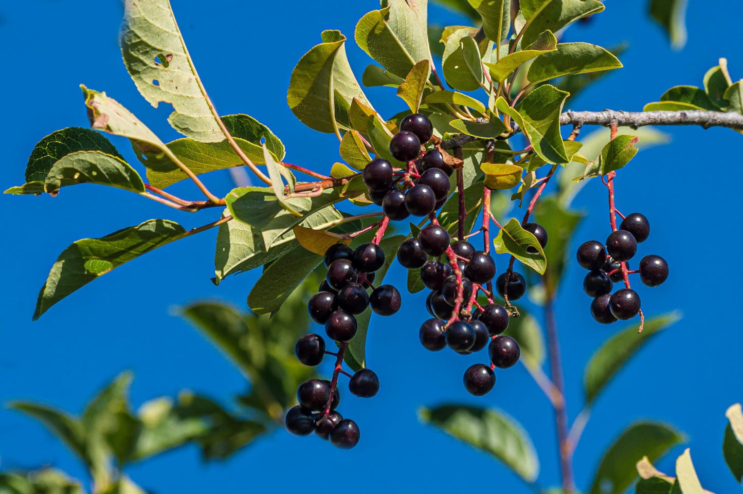 40 Pcs Black Cherry Tree Seeds, Fruit Tree Seeds for Planting, Prunus Serotina Dwarf Cherry Tree with Edible Black Cherries Non-GMO Fruit Seeds for Planting
