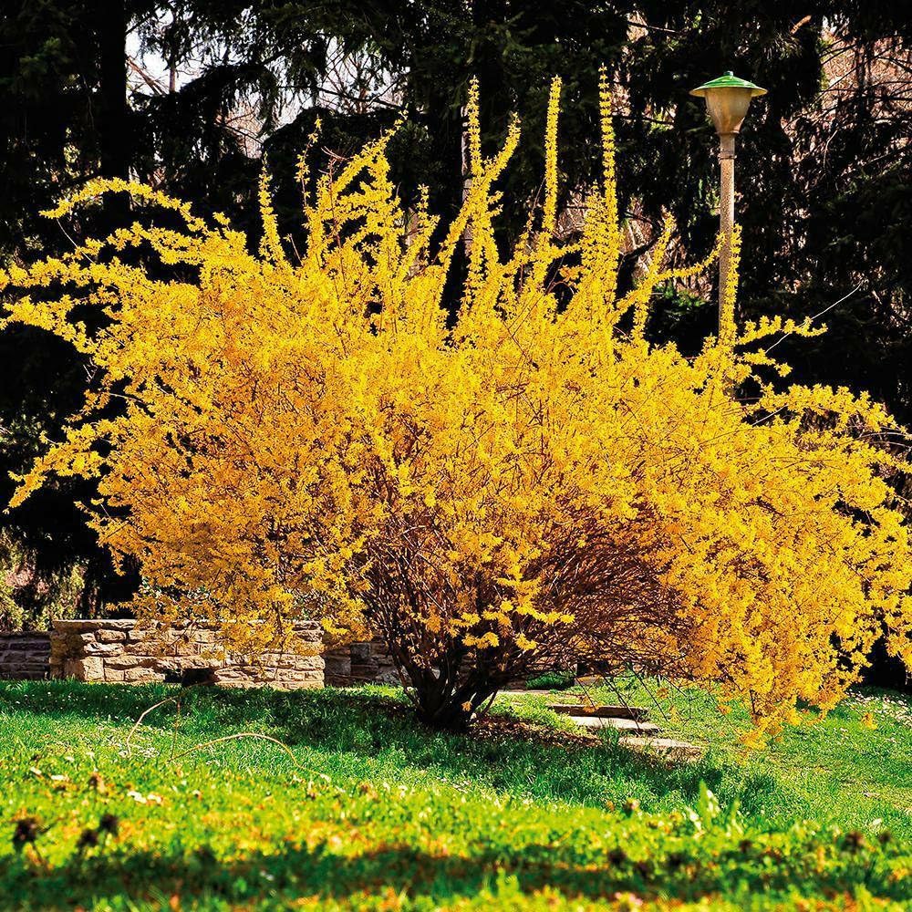 Live Plant - 2 Forsythia Lynwood Gold Shrubs/Bushes - 6-12" Tall Live Lynnwood Plants, 4" Pot