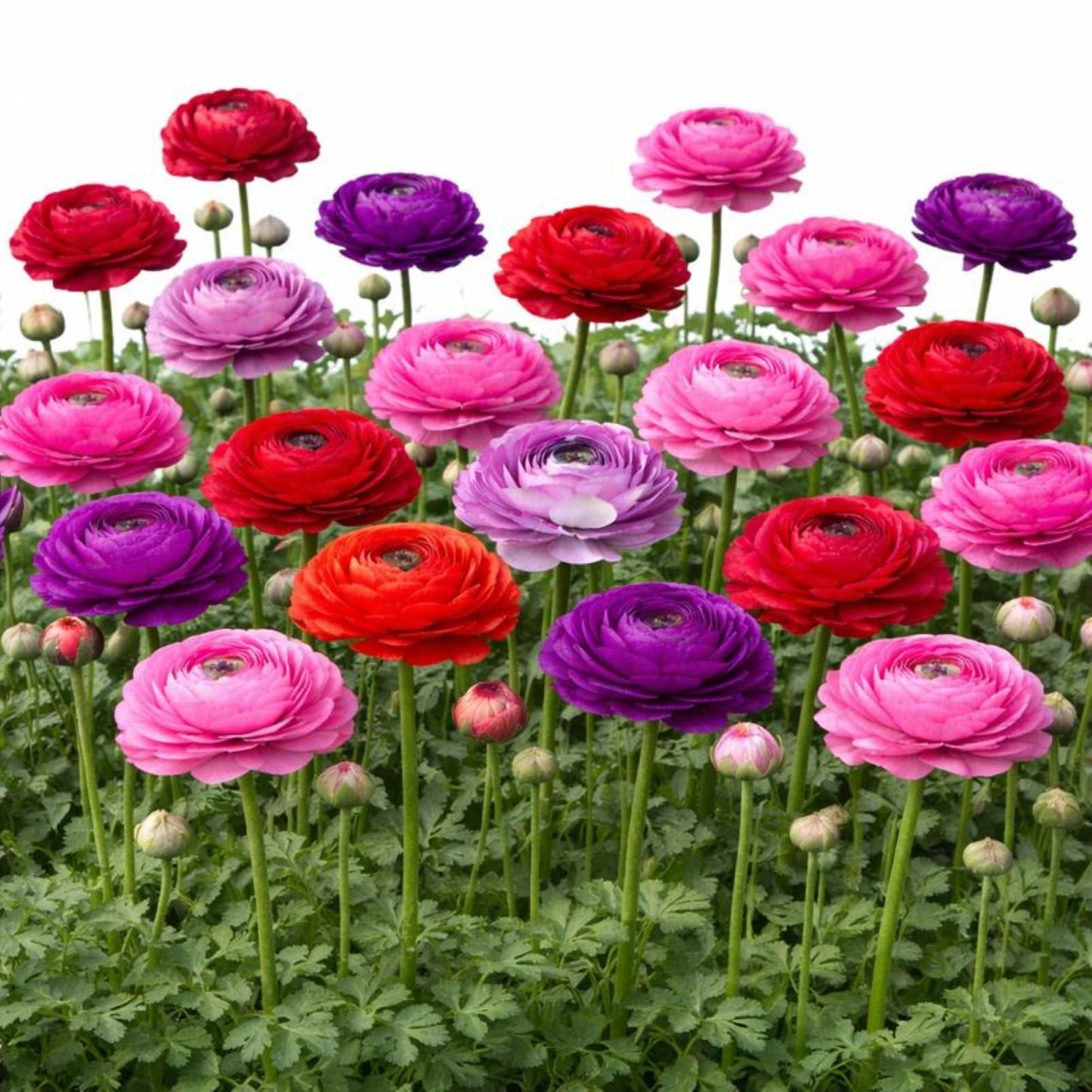 Easy to Grow Ranunculus Tecolote Very Berry Collection 30 Plant Bulbs - Spring Pink Purple & Red Blooms in Sun, Carlsbad Flower Fields, Good for Cutting