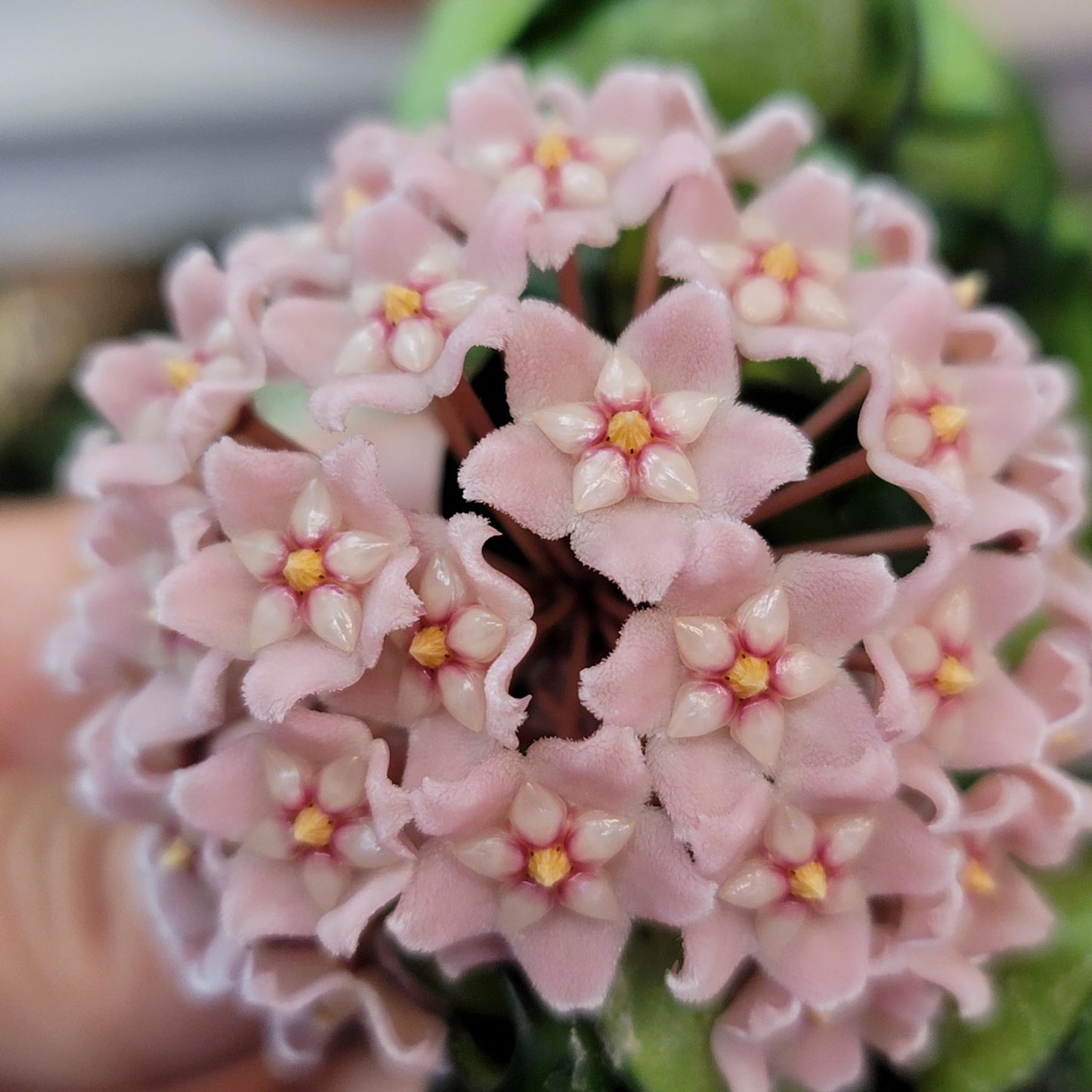 Hoya Compacta in 4" Pot aka Hoya Hindu Rope Plant or Hoya Krinkle Kurl - Hoya Plant Live Houseplants - Live Hoya Plant - Hoya Compacta Live Plant - Air Purifying Plant - Pet Friendly Plant