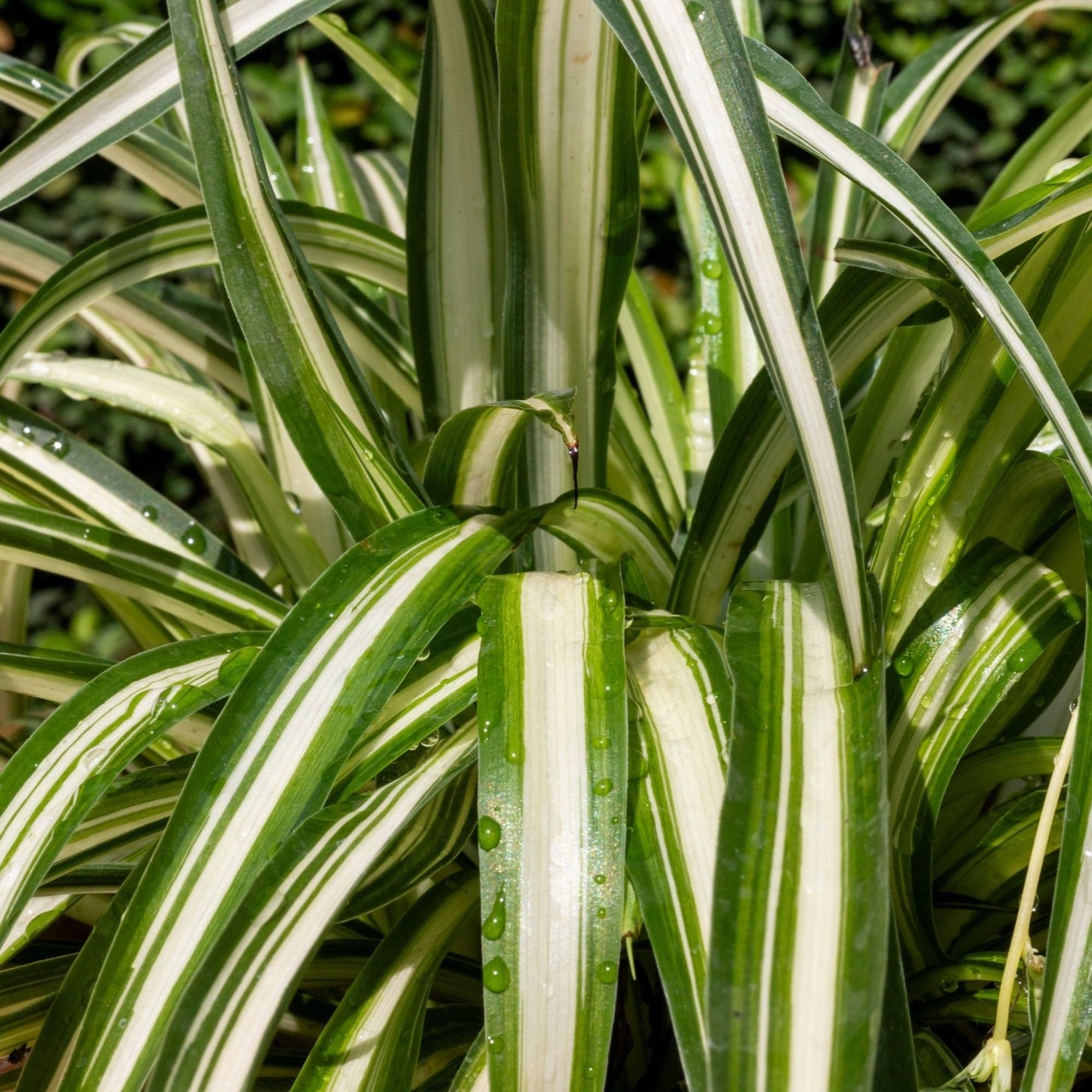 Easy to Grow Spider Plant Variegated 2 Full Size Potted Plants - Large Established Houseplants in 4" Quart Pots - Indoor Outdoor, Low Maintenance, Air-Purifying (Not Starter Plugs)
