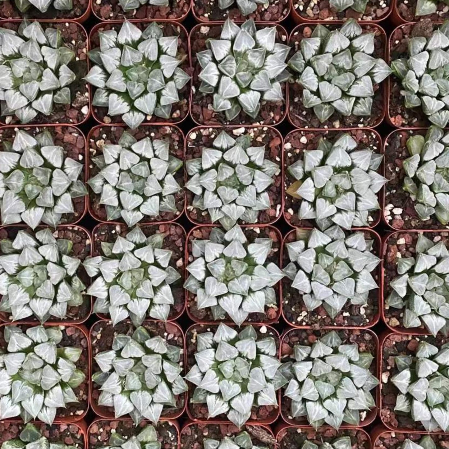 Rare Haworthia 'Love' – Exotic Succulent Plant – Unique, Collectible Live Indoor Plant – Easy-Care, Drought-Tolerant – Ideal for Succulent Enthusiasts, Workspaces & Special Occasions