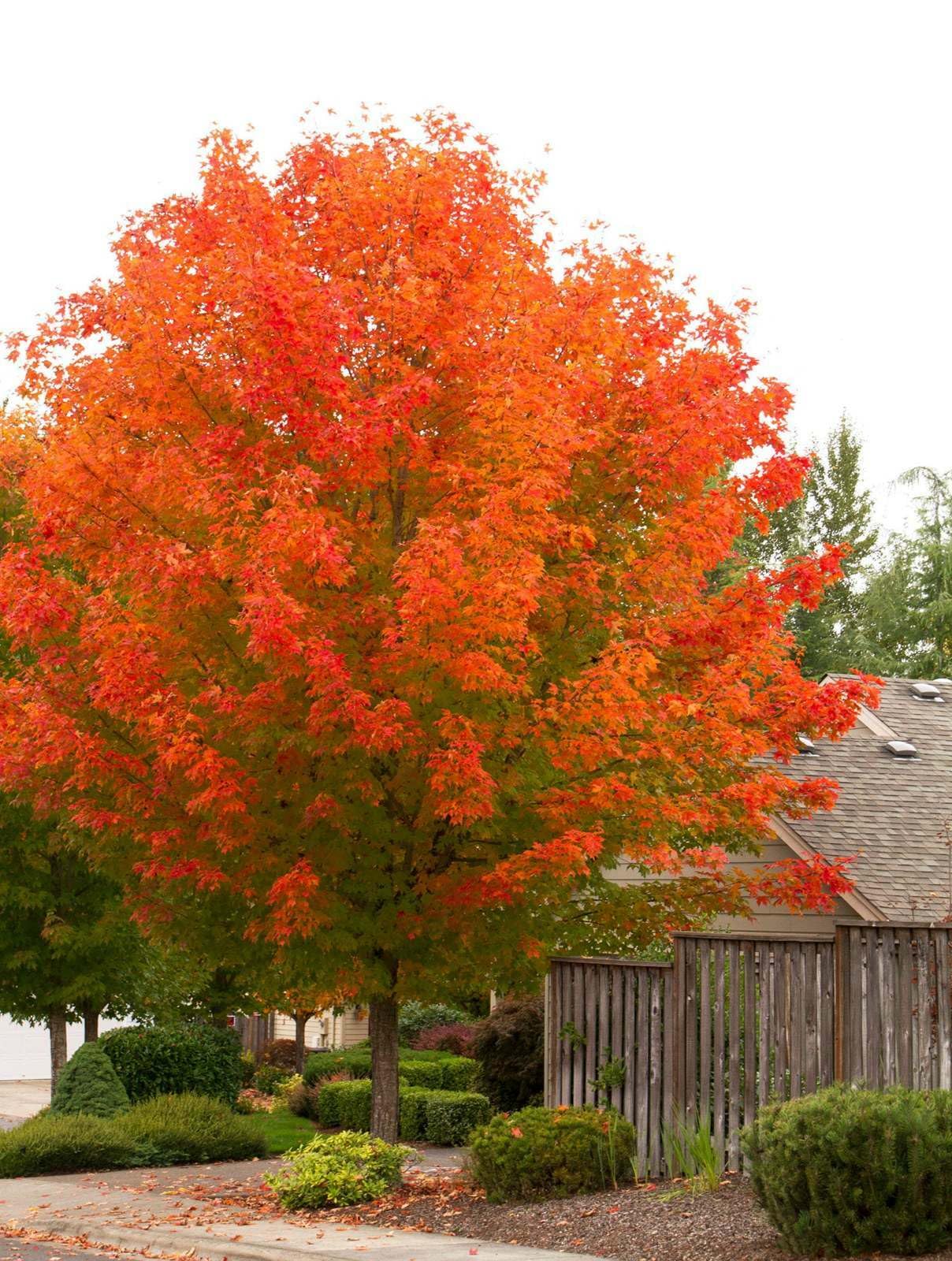 Live Plant - 2 October Glory Maple Trees - Live Plants - 12-24" Tall - Qt. Pot