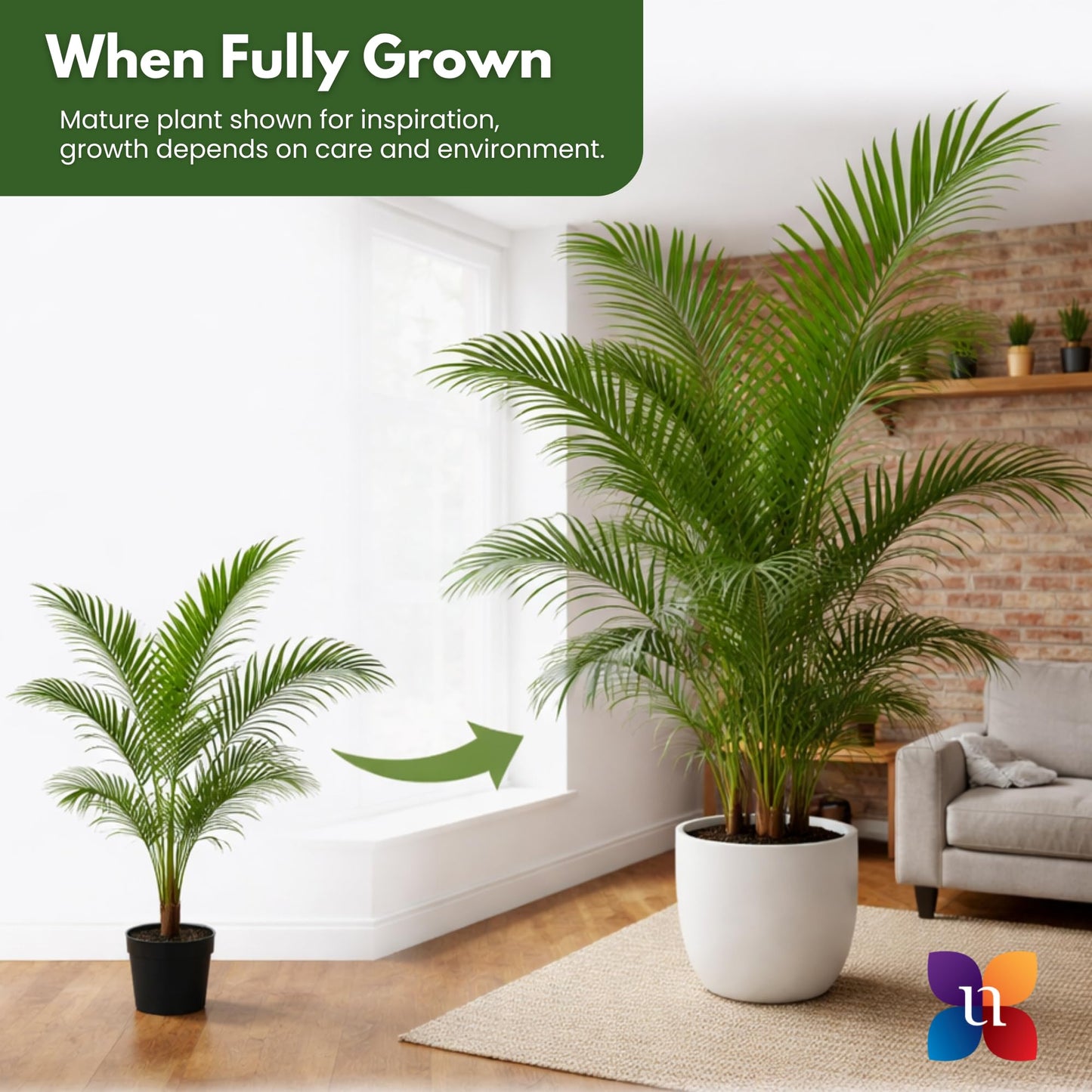 Majesty Palm Live Plant by United Nursery, Large Indoor House Plant, 32-36 inches Tall Tropical Palm Tree in Decorative Pot, Easy Care Large Floor Plant for Home Decor