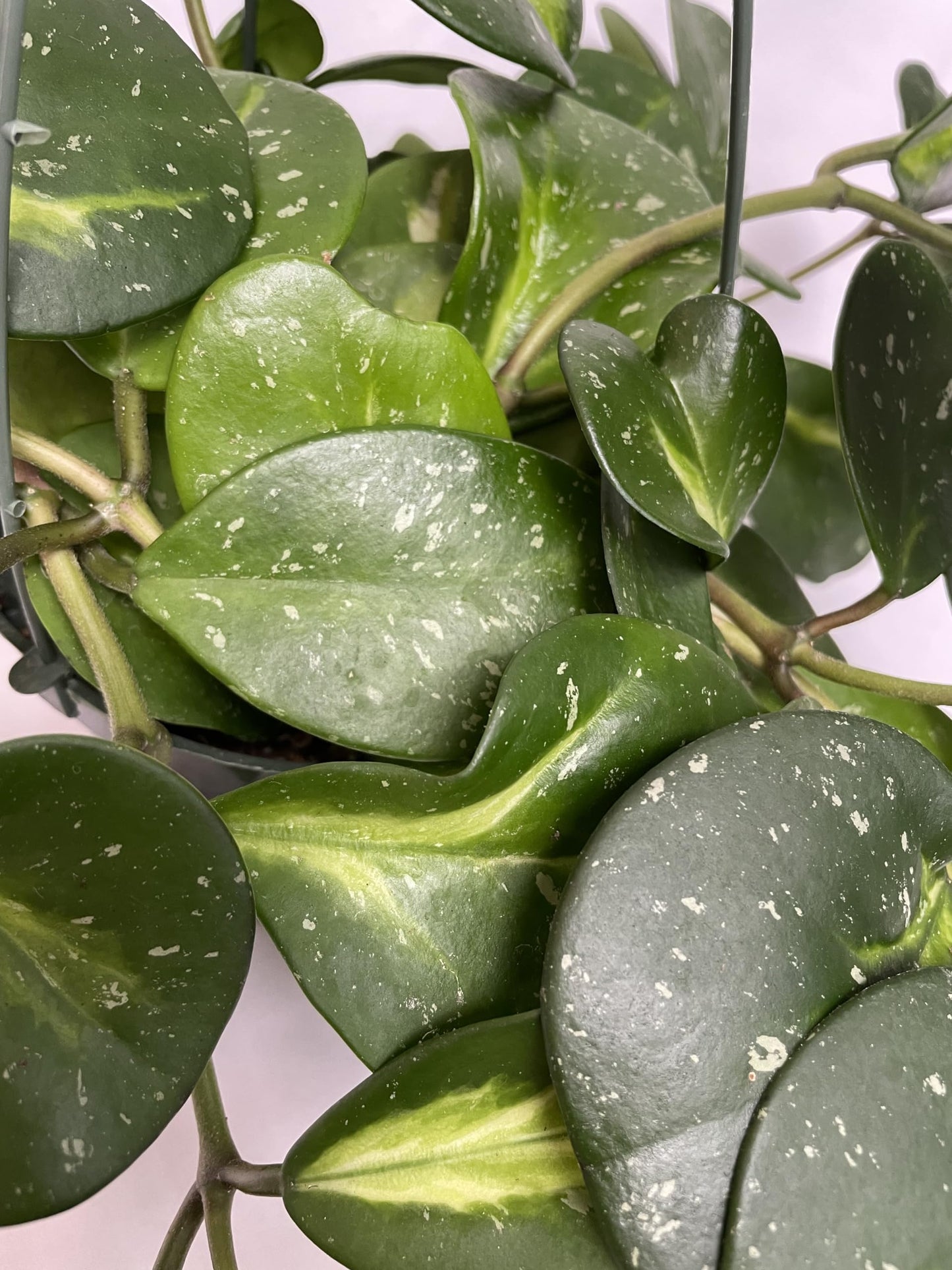 Variegated Hoya Obovata Spalsh Available in 2" Pot, 4" Pot, and 6" Hanging Pot - Hoya Live Plants Live Houseplants - California Seller (4" Pot, 2 Plants(stem))