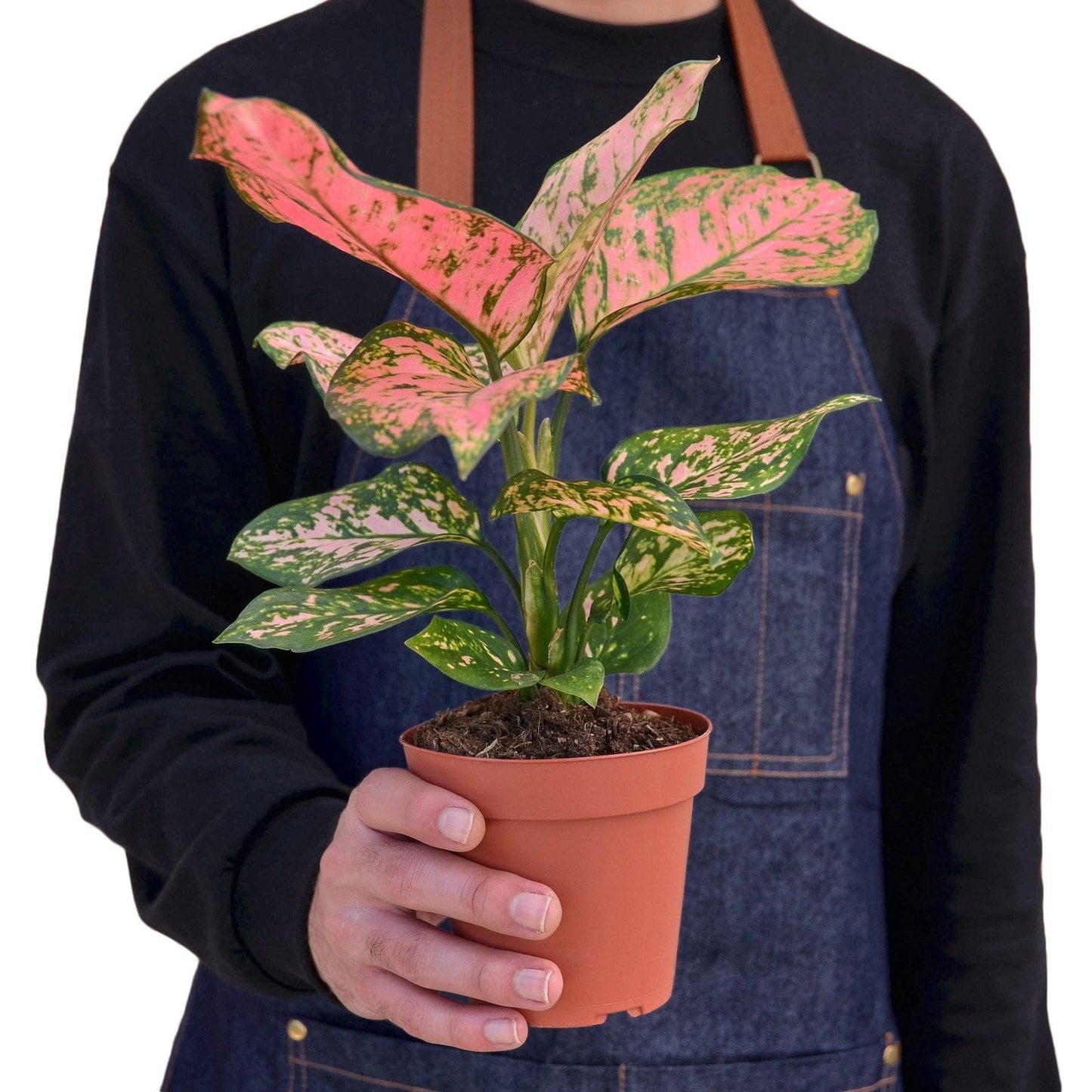 Chinese Evergreen 'Lady Valentine' | Live Plant for Indoor & Outdoor | for Living Room, Office, Bathroom | (2" Pot)