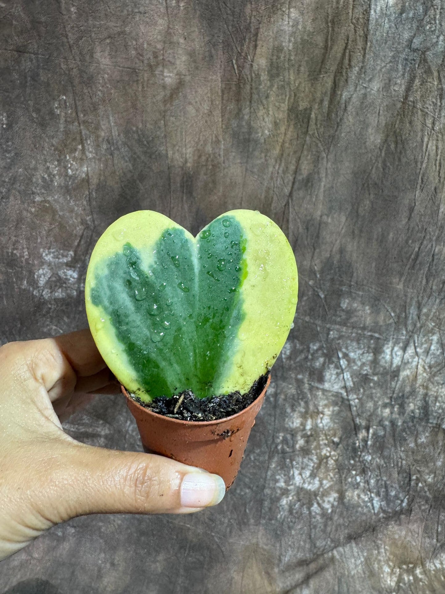 PLANTVERS Variegated Hoya Kerrii ‘Albomarginata’ in 2" Grow Pot – Heart-Shaped Succulent Plant – Rare Live Indoor Houseplant