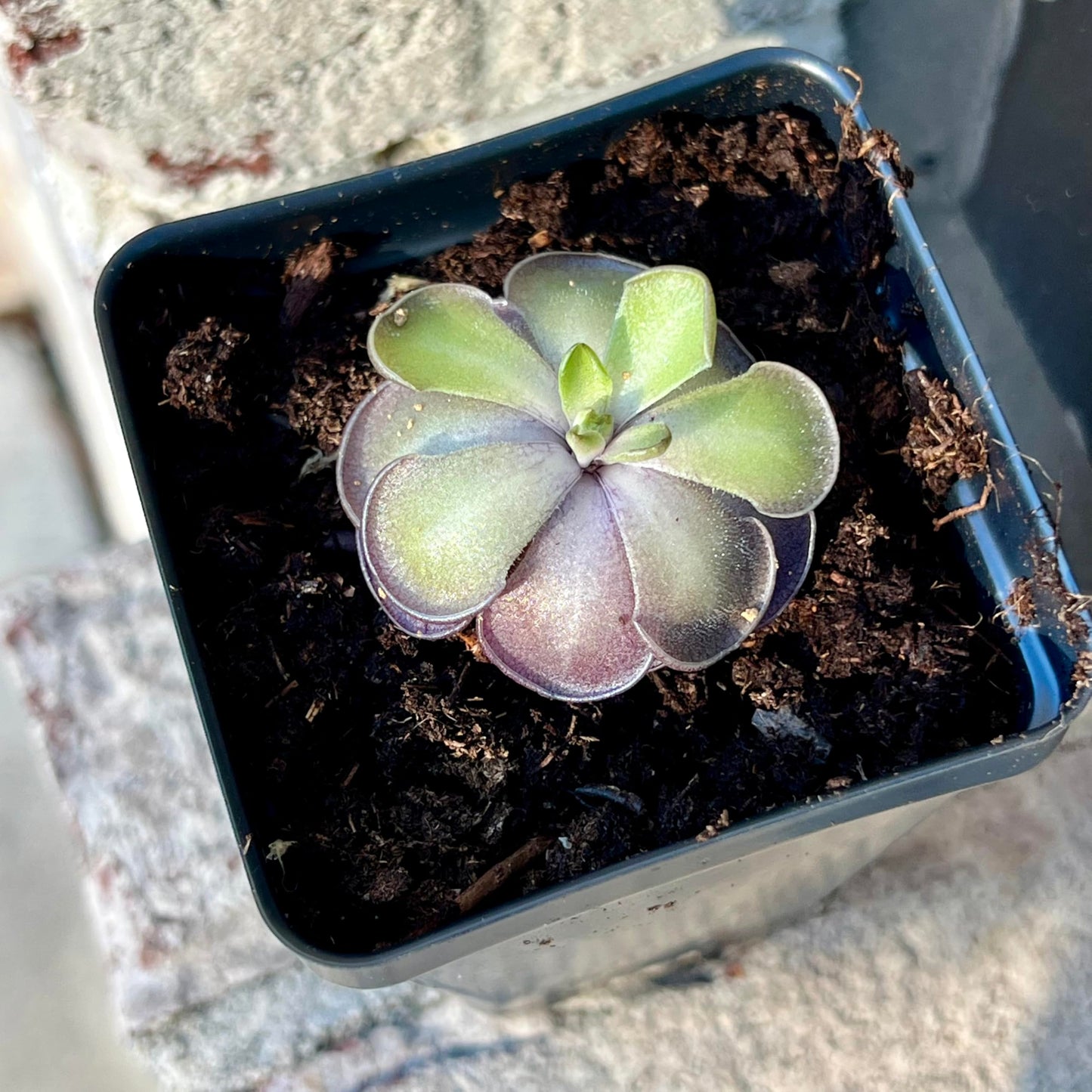 Live Pinguicula cyclosecta – Rare Violet-Toned Mexican Butterwort, Rosette-Forming Carnivorous Plant, Easy to Grow. Succulent-Like Carnivore Plant.