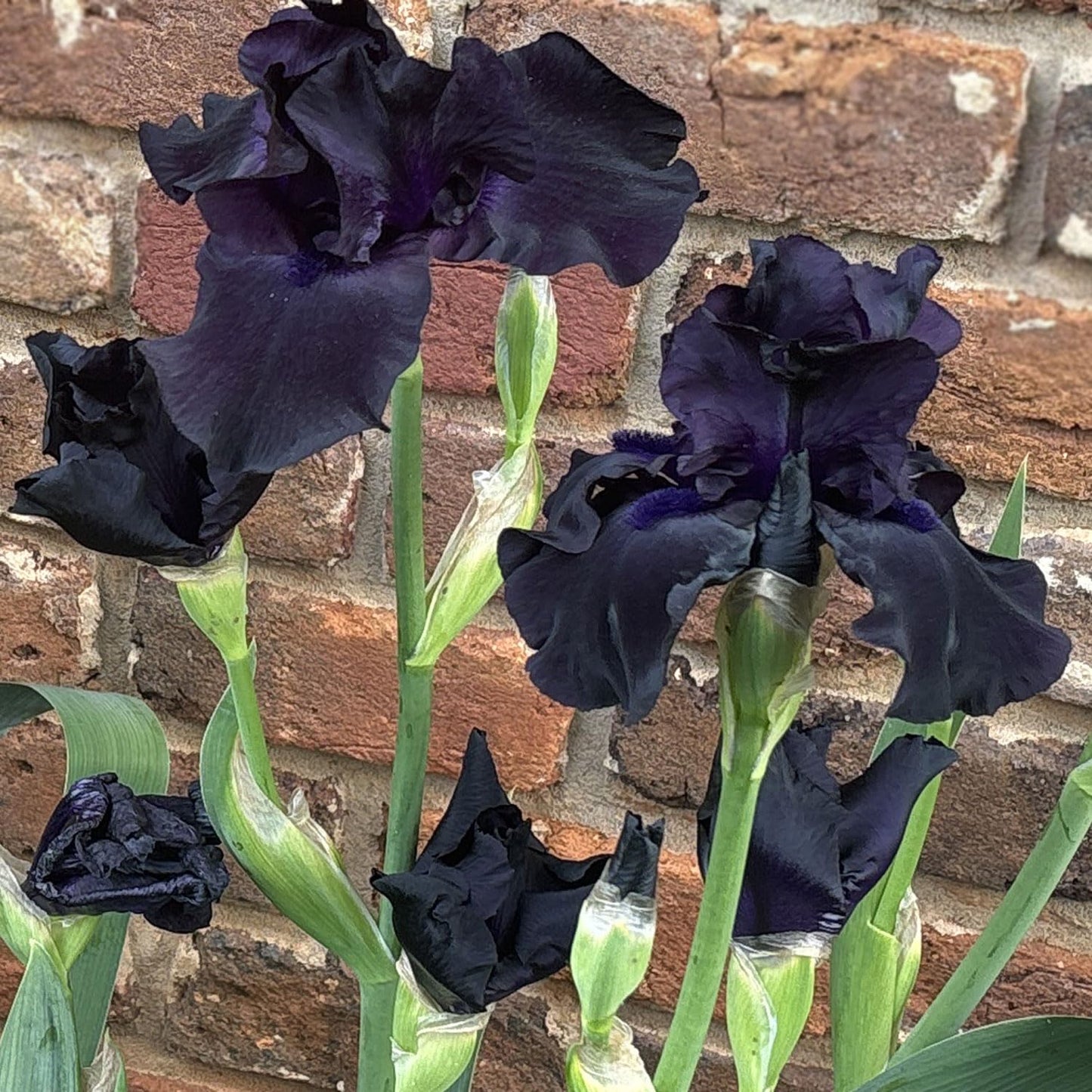 Black Suited Bearded Iris Plant Potted - Fragrant Black Flowers, Stargazer Perennials