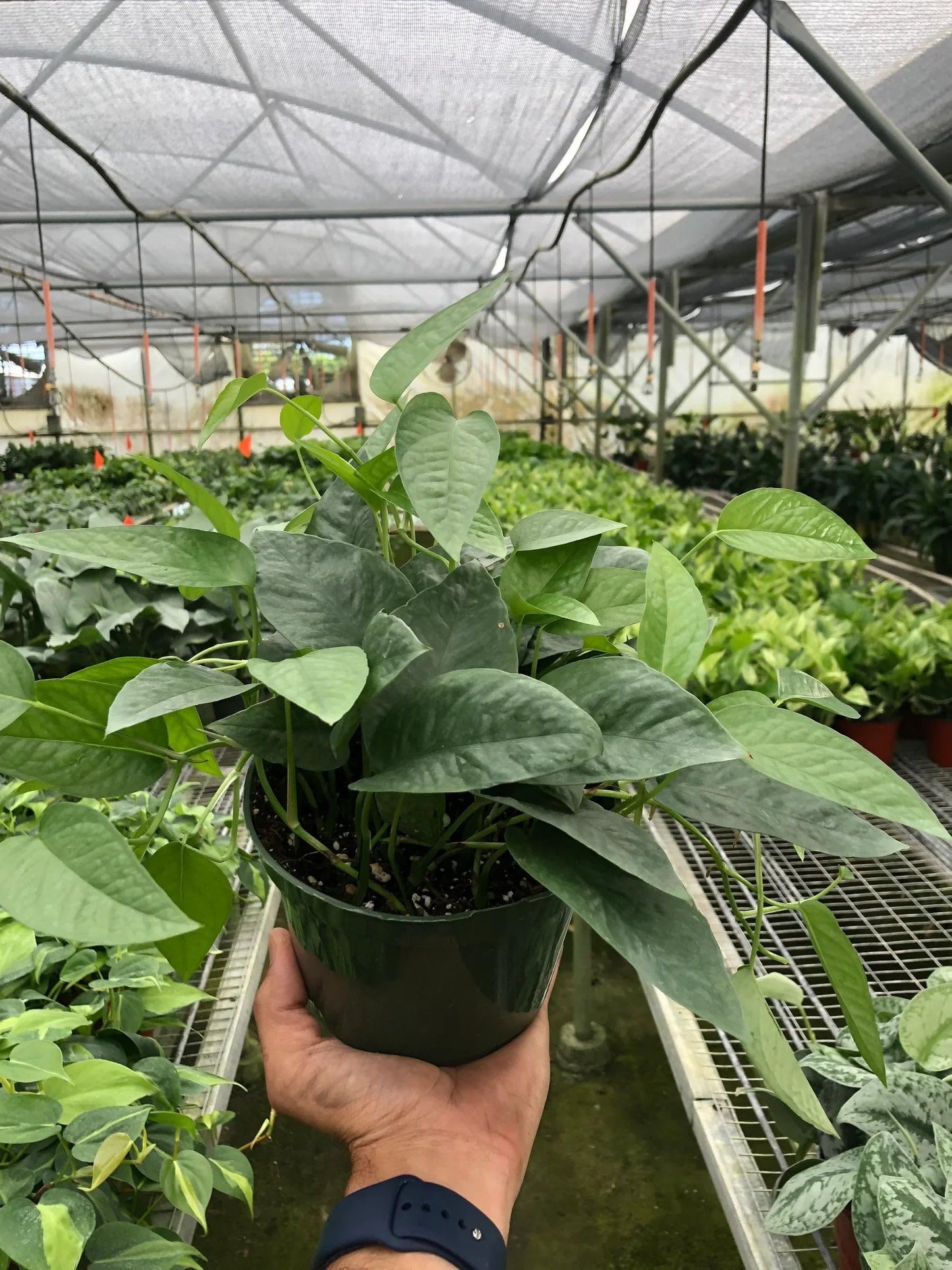 Pothos Cebu Blue | Live Plant for Indoor & Outdoor | for Living Room, Office, Bathroom | (4" Pot)