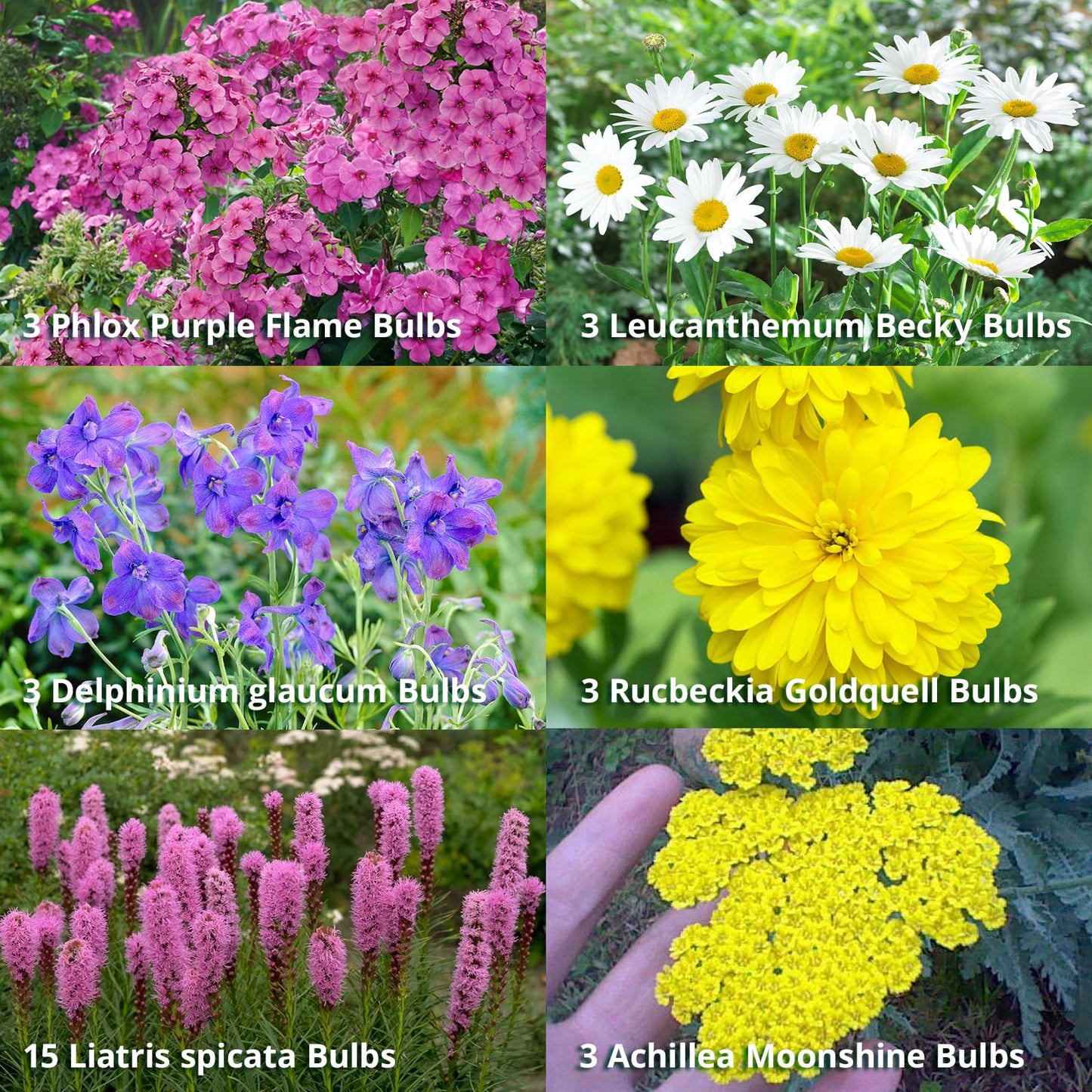 Complete Perennial Pollinator Flower Bulb Garden - 30 Bulbs for 50 Days of Continuous Blooms (Summer Color from July Through October) - Easy to Grow Summer Planting Bulbs by Willard & May
