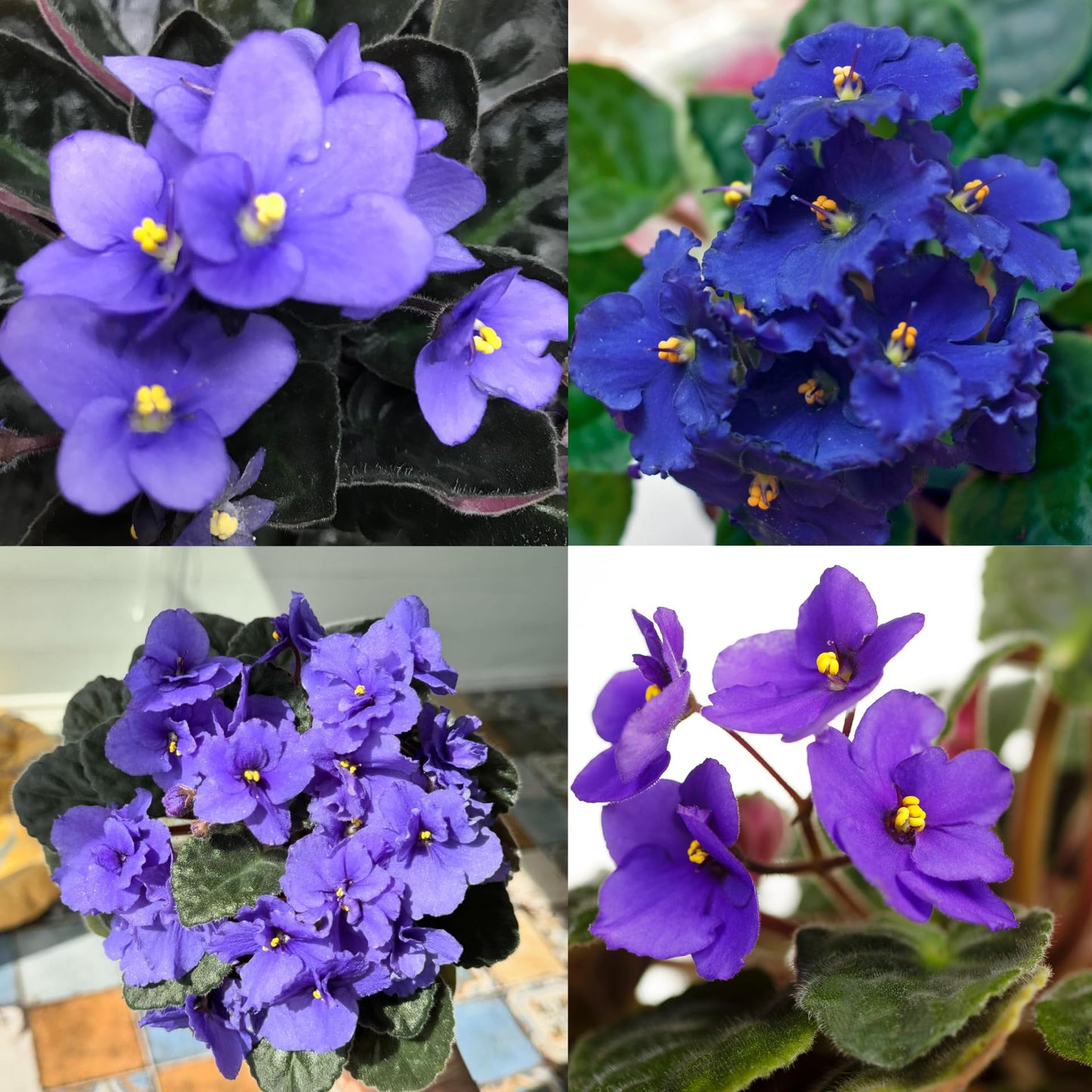 African Violets Live Plant in 4 Inch Pot, Blue Blooms, Perennial Flower Houseplant African Violet Plant for Indoors Outdoor Garden