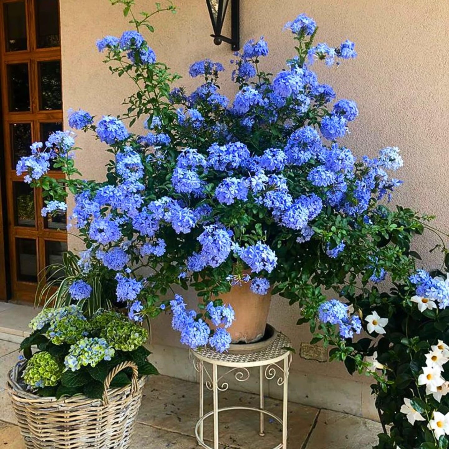 2 Blue Plumbago Live Plants, 4-8'' Tall Blue Plumbago Plant Vine Shrub for Planting, Vibrant Flowering Starter Plant for Garden or Containers, Well Rooted to Grow
