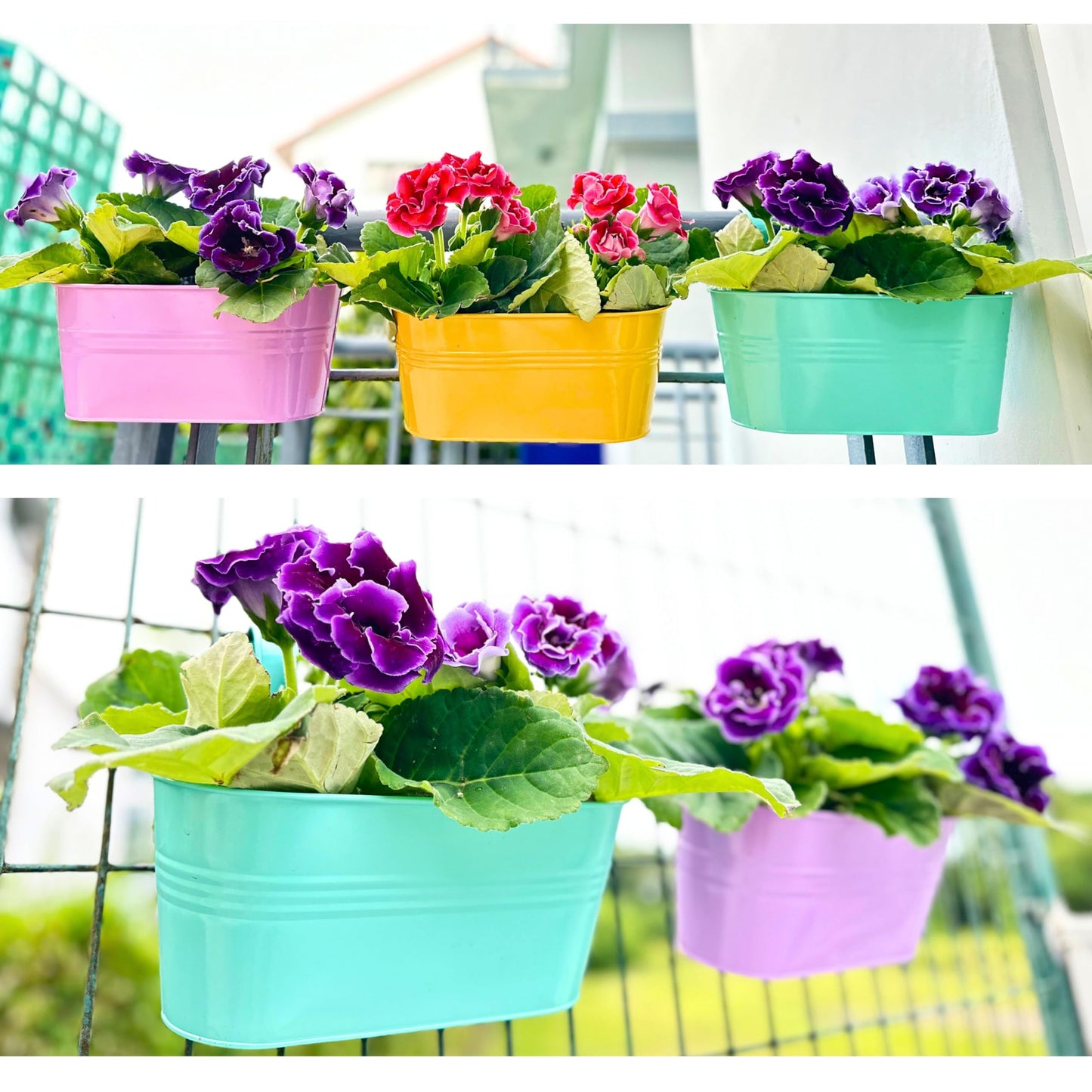 LaLaGreen Outdoor Hanging Planter (11.2 Inch, 6 Pack) Light Purple, Green, Yellow, Cadet Blue, Dark Pink, Red Metal Iron Window Box Flower Pot Deck Railings Balcony Fence Rail Porch Home Garden Decor
