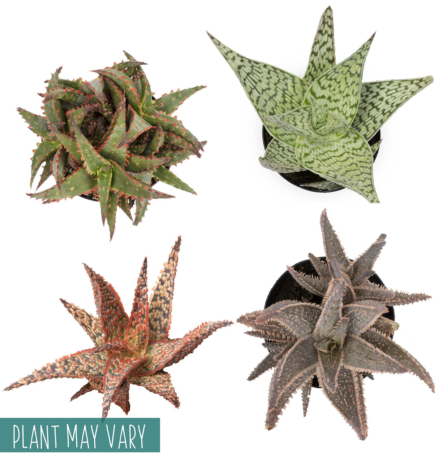 Live Aloe Plant Succulents, Star Aloe Plants Live in Clay Pots for Plants, Succulents Plants Live in Potting Soil, Potted Succulents Live Plants, Cactus Plants Live Succulent Plants by Plants for Pets