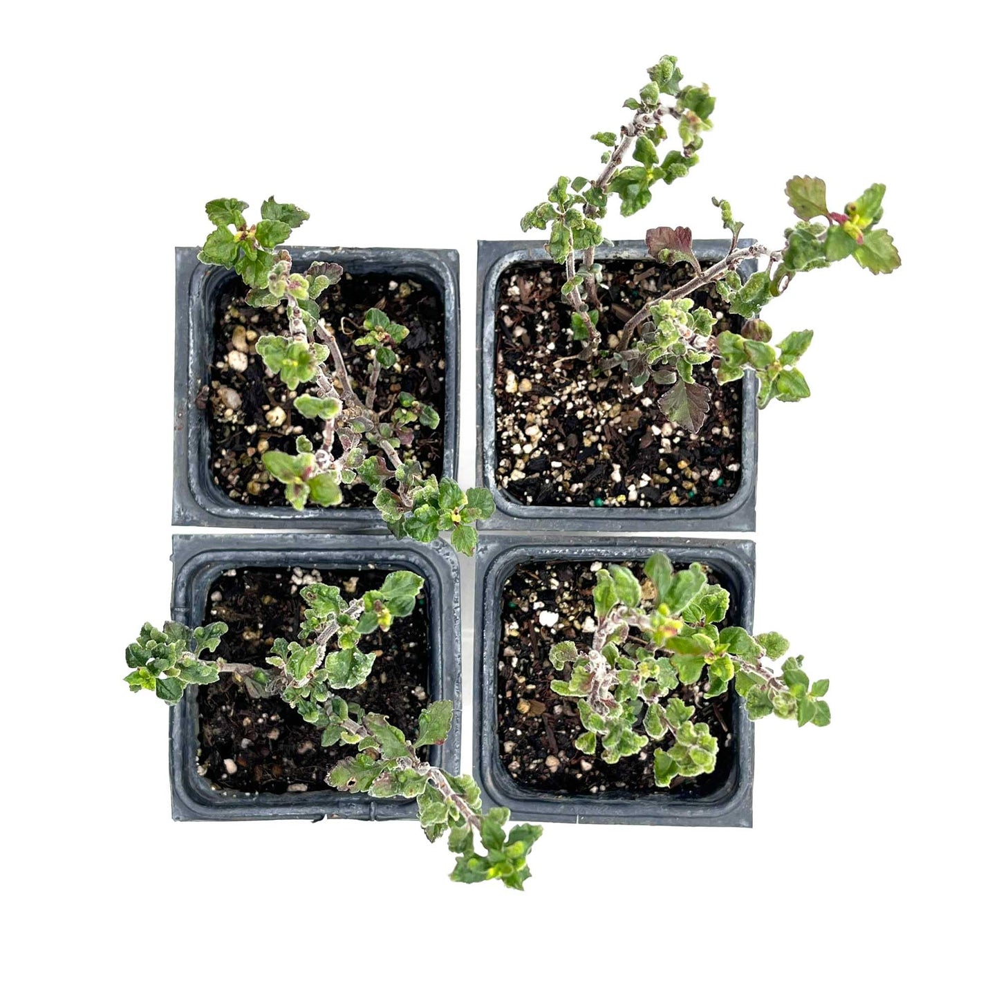 4 Wall Germander – Compact Evergreen Groundcover Shrub with Glossy Aromatic Foliage & Purple Summer Flowers (Teucrium chamaedrys) in 3.5″ Cubes, Live Plants