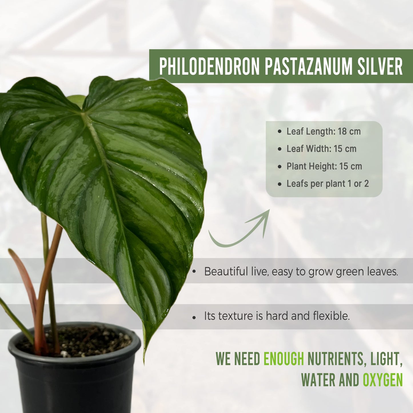 LEAL PLANTS ECUADOR Philodendron Pastazanum Silver (Pack of 2)| Live Indoor Tropical Greenery | Elephant Ear Plant | Air-Purifying Houseplants | Perfect for Home, Office |Unique Gift for Plant Lover