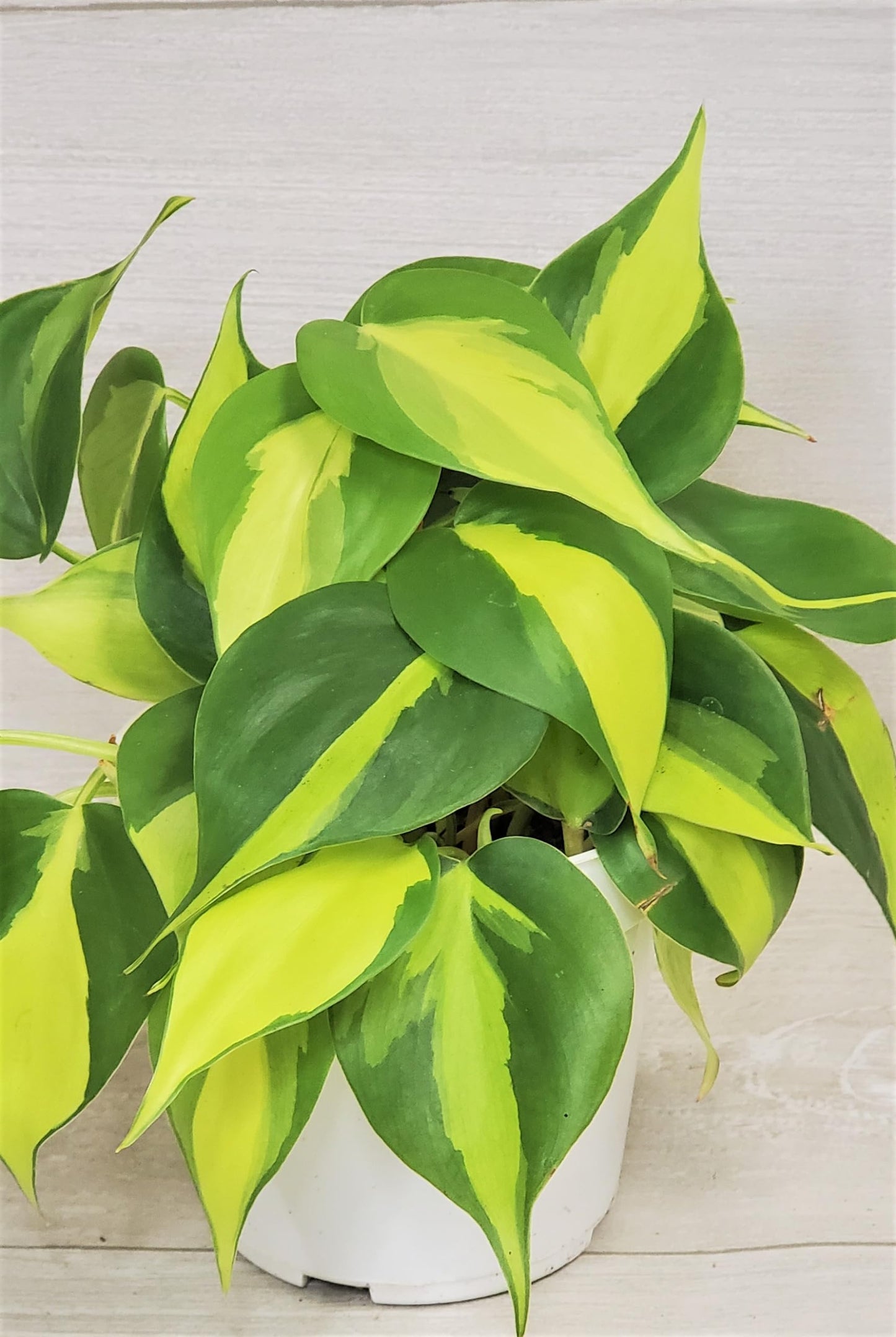 Philodendron Brazil aka Philo Brasil Sweetheart Live Rare Exotic Tropical Indoor House Plants in Nursery Plant Pot Housewarming Gift Decoration for Home and Office by 3exoticgreen (4" Pot)