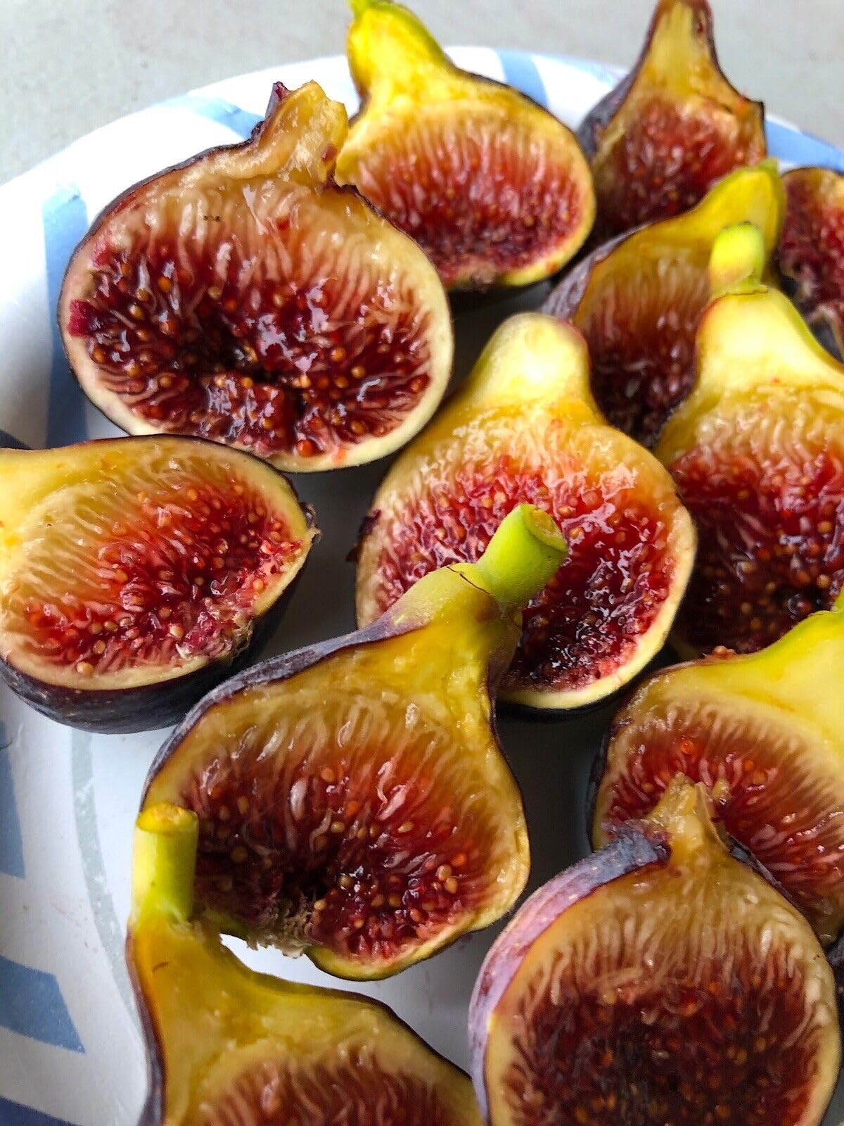 Live Plant - Fig Tree “Fignomenal” New Dwarf Variety