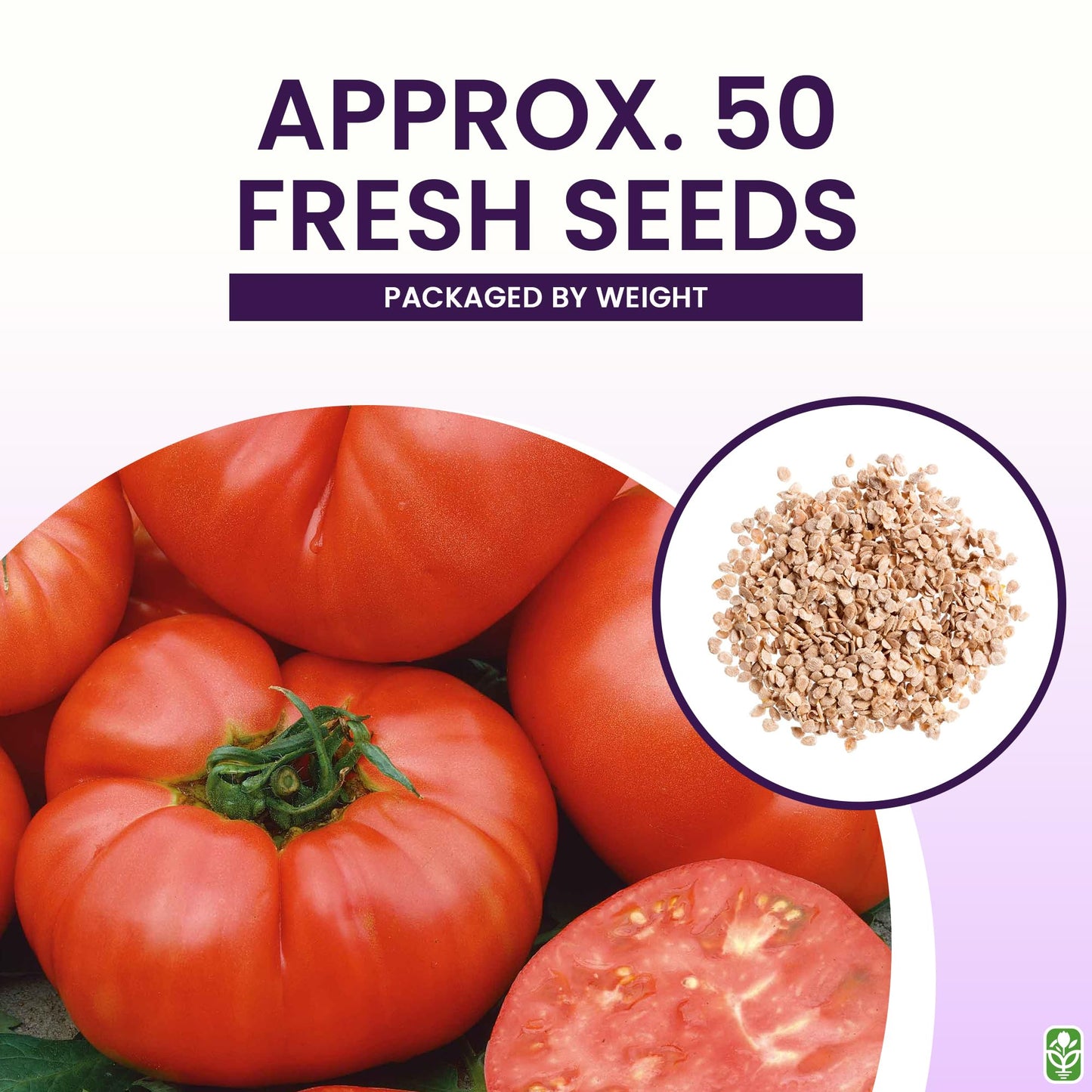 Marde Ross & Company Pink Ponderosa Heirloom Tomato Seeds - Large Tomato - One of the Most Delicious Tomatoes for Home Growing, Non GMO - Neonicotinoid-Free