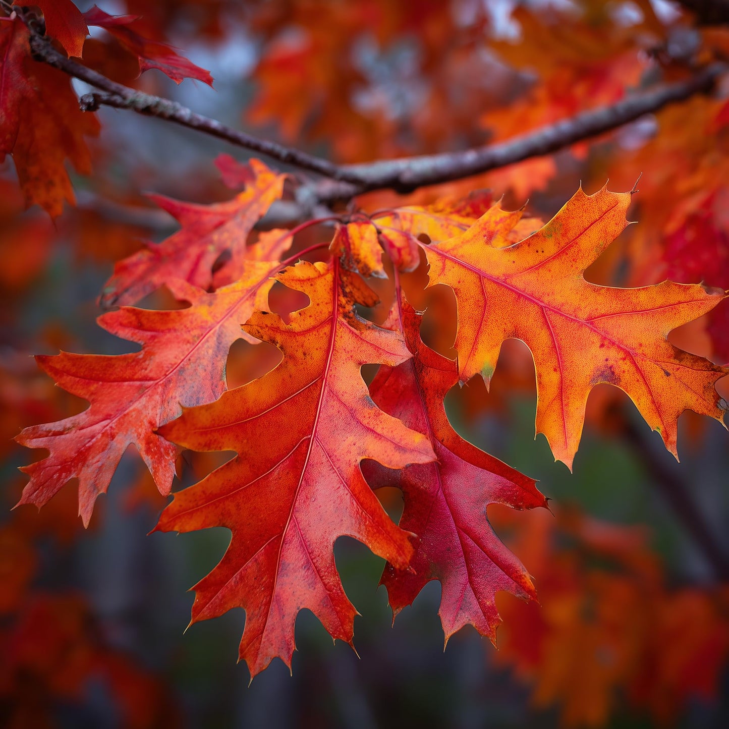 2 Northern Red Oak Trees - 24-36" Tall Live Plants - 2-3 Foot Tall Fast Growing Shade Trees - Quercus rubra - (2 Pack)
