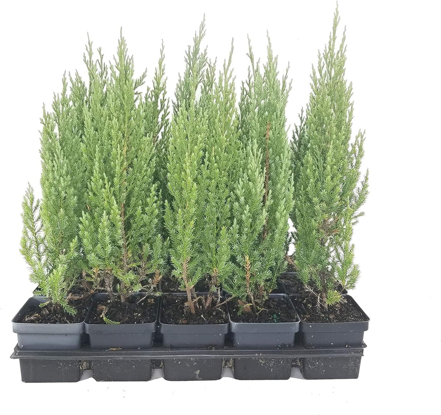 Blue Point Juniper Tree | 5 Live 4 Inch Pots | Juniperus Chinensis | Hardy Evergreen Shrub | Perfect for Landscaping | Low Maintenance Plants