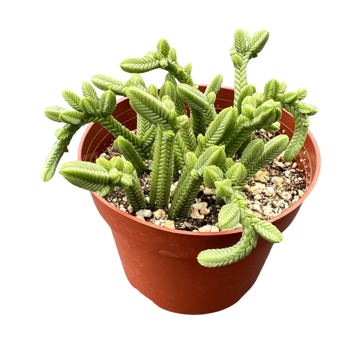 Sprout N Green Crassula pyramidalis Thumb, Rare Live Pagoda Mini Jade Succulent Plant Fully Rooted in 4" Planter with Soil, Home Office Indoor Outdoor Wedding Decoration DIY Projects Party