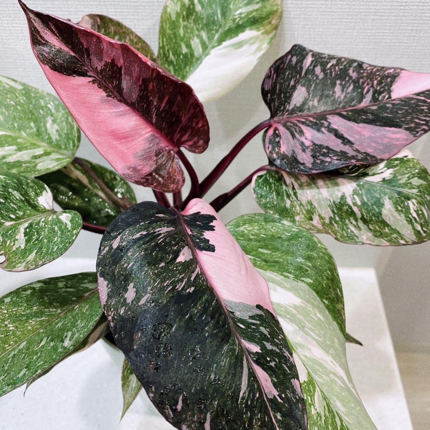 Philodendron Plant Prince of Pink Live Plant - 4-9" Tall Houseplant Ornaments Perennials Garden Growing Planting Can Grow