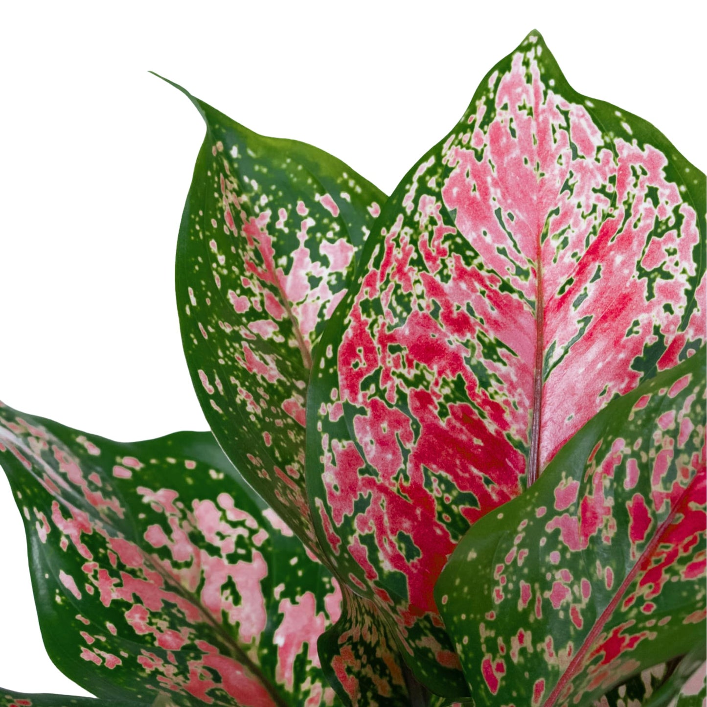 Aglaonema Ruby Ray Live Plant by United Nursery 6 inch Pink Decorative Pot Mother’s Day Gift for Patio and Home Decor Stunning Variegated Foliage Pink