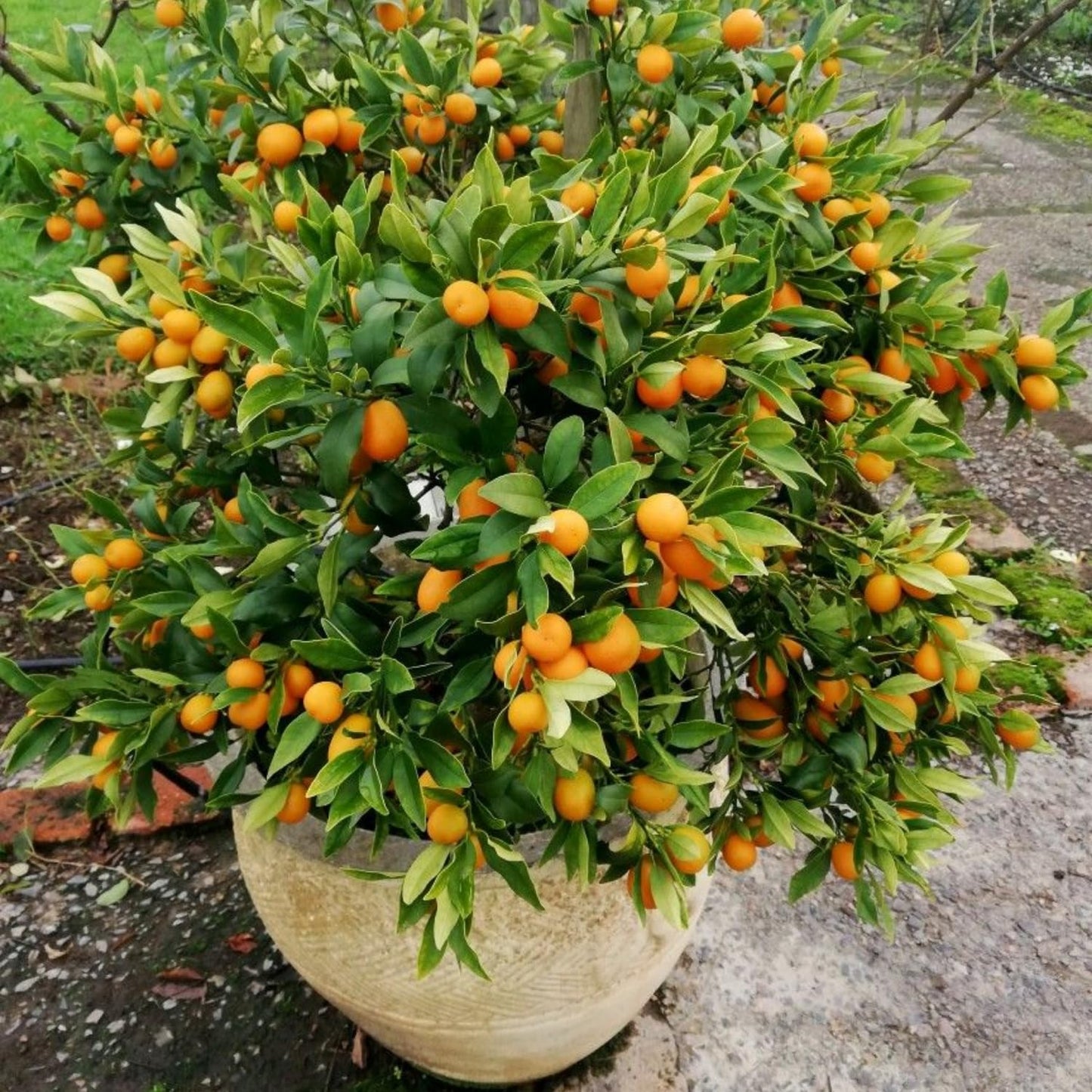 Calamansi Tree Live Plant, Calamondin Citrus Tree, Fruit Bearing Already, 2-3 Feet Tall in 3 Gallon Pot, Indoor Outdoor Planting