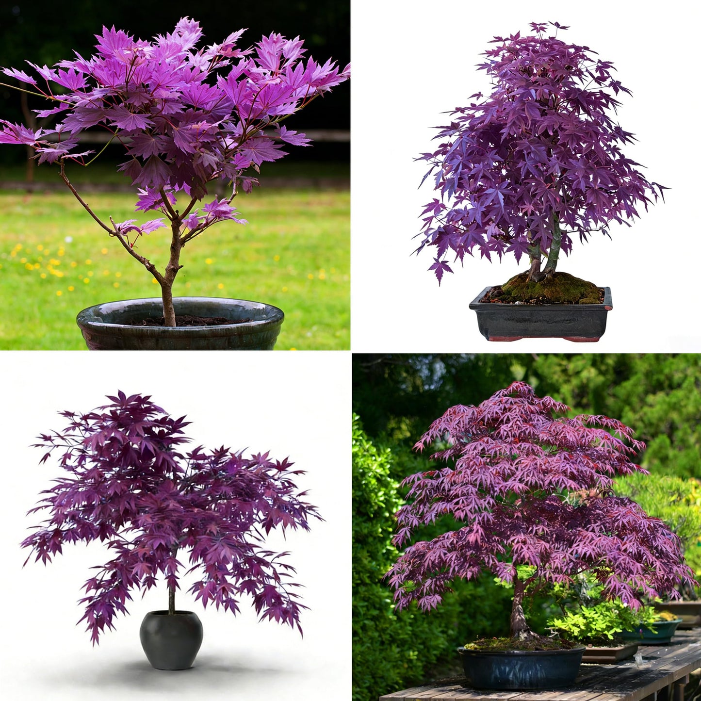 Mixrug Jacaranda Purple Maple Seeds for Planting, 25pcs Rare Perennial Purple Maple Tree Seeds Plants, Non-GMO Heirloom Beauty Trees Plants Home Garden for Outdoors Indoors