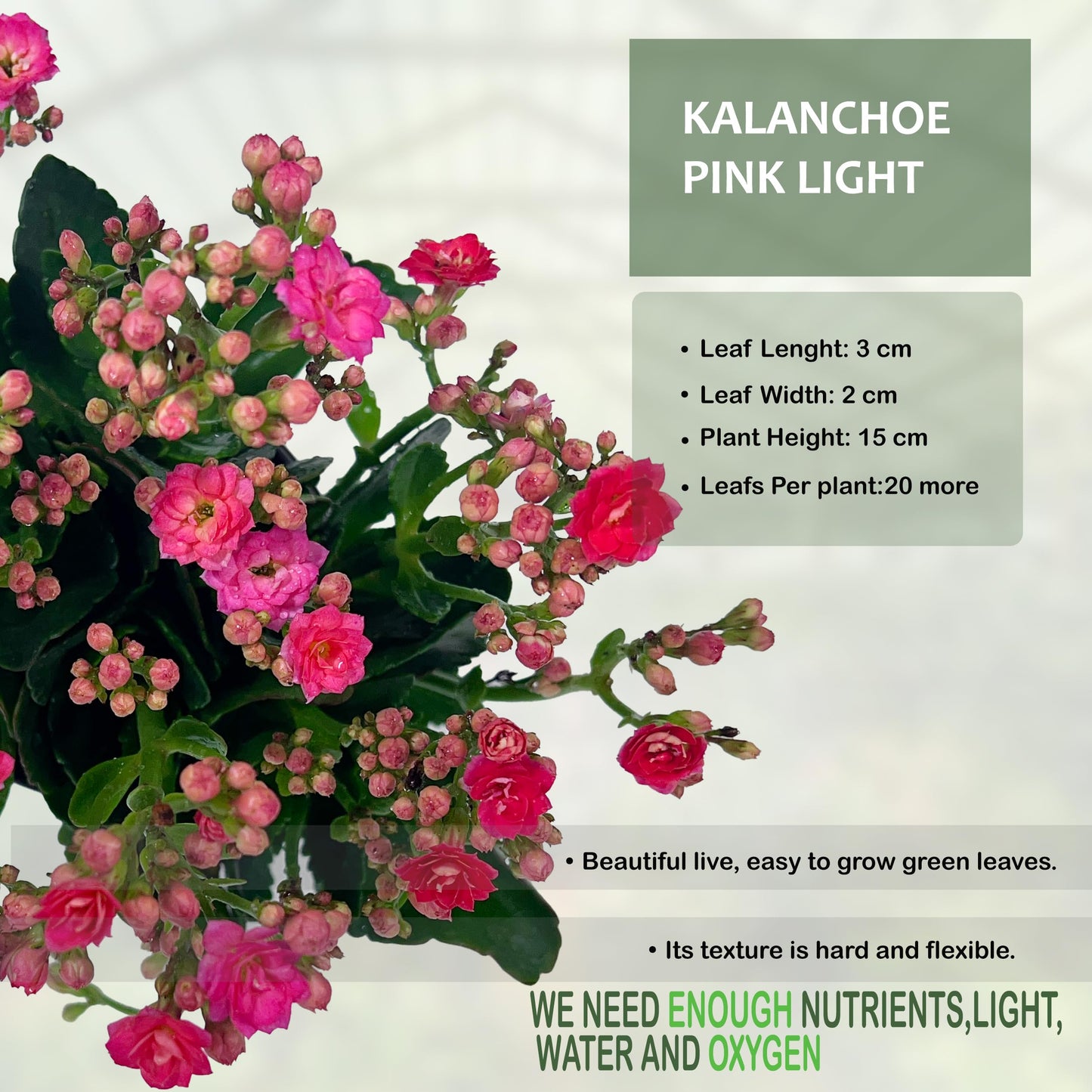 LEAL PLANTS ECUADOR Kalanchoe Plant Pink Light (Pack of 2) Vibrant, Long-Lasting Blooms & Easy Care,Air-Purifying, Perfect for Home Decor, Unique Gift for Plant Lover