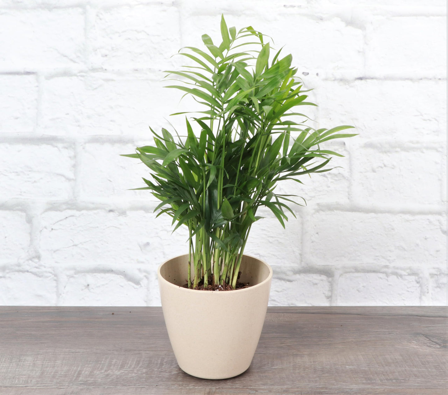 Thorsen's Greenhouse Parlor Palm Plant, Live Indoor Plant, Neanthe Bella Palm, Natural Air Purifier, Easy to Grow, Pet Safe Plant, 4-inch Diameter Pot (Natural)