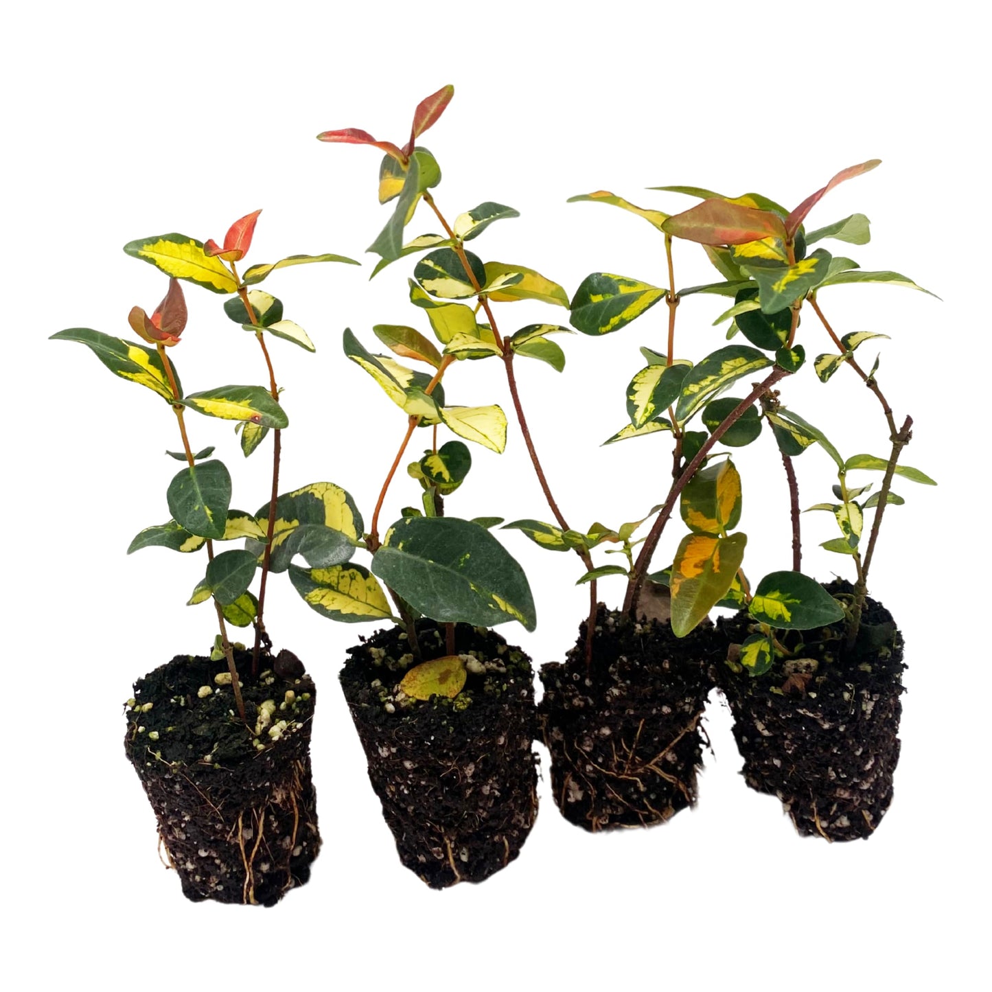 ragnaroc Jasmine Summer 2-6" (Jasminum officinale) 4ct - Live Plant for Indoor Outdoor Use, Garden & Landscaping - Live Arrival Guaranteed