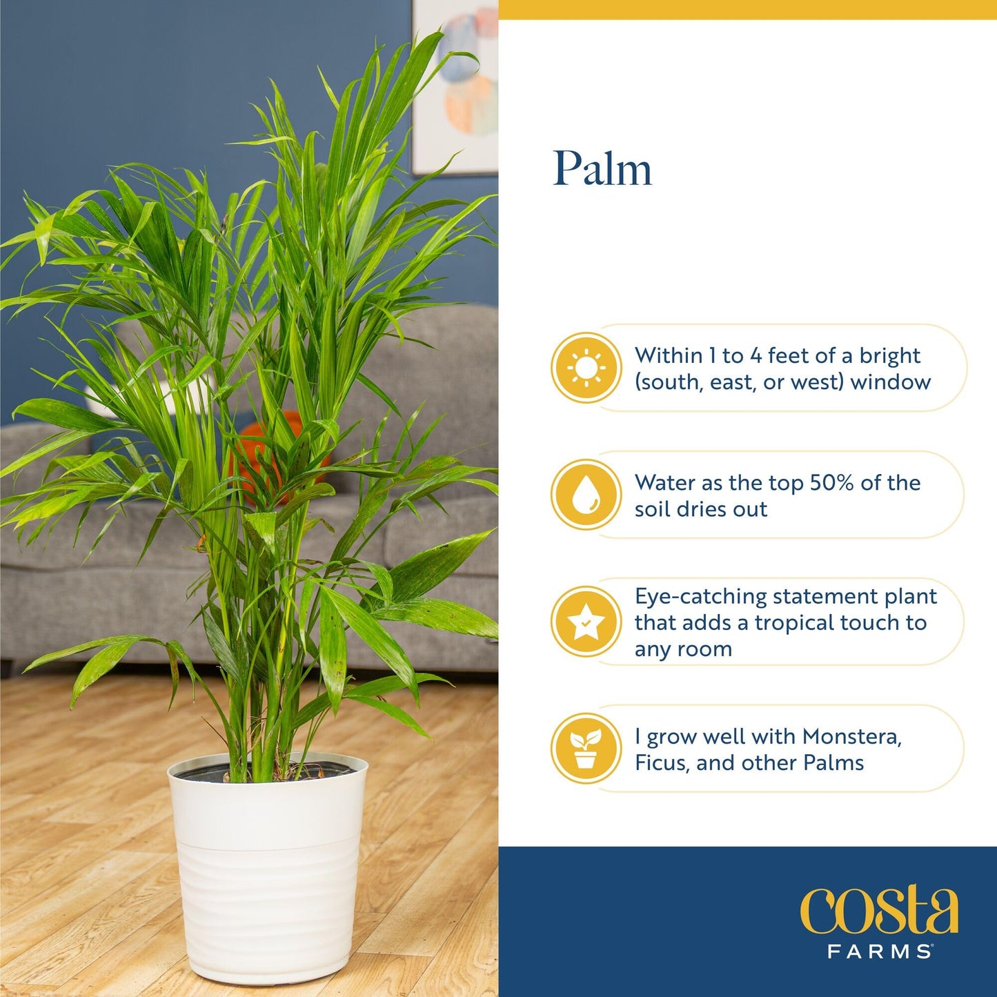 Costa Farms Cat Palm Live Plants in Decorative Pot, Large Indoor Houseplant, Perfect for Home, Room, or Office Decor, Great House Warming or Birthday Gift, 3-4 Feet Tall, Pack of 2