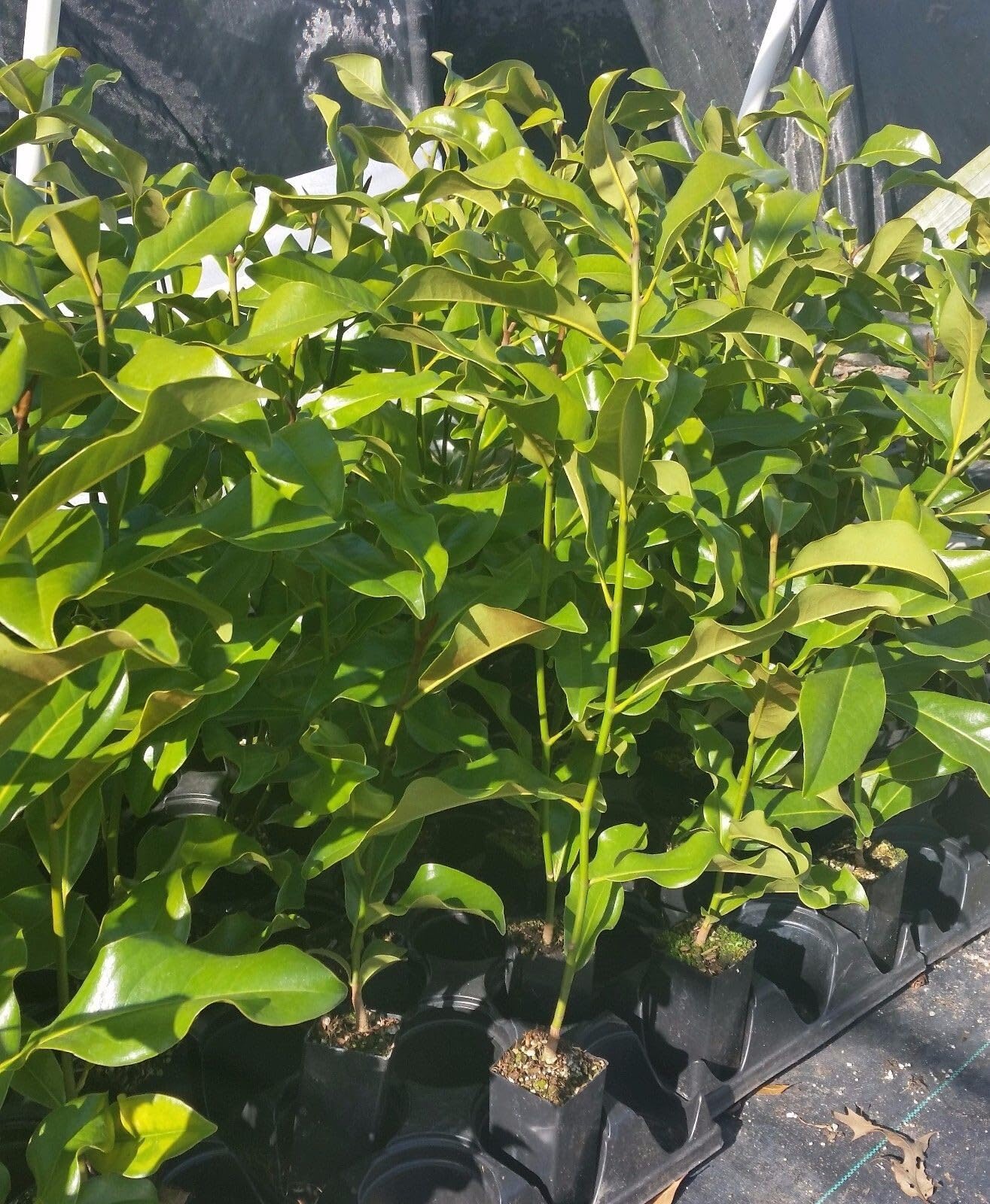 Live Plant - Brackens Brown Beauty Southern Magnolia Tree - Live Plant - (1 Qt)