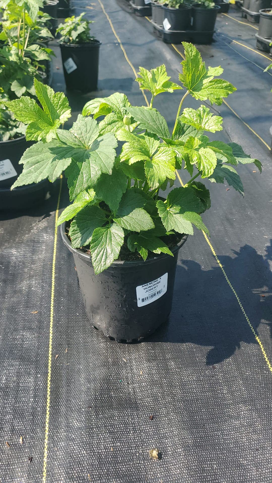 Anemone X 'Honorine Jobert' (Windflower) Perennial, white flowers, 1 - Size Container