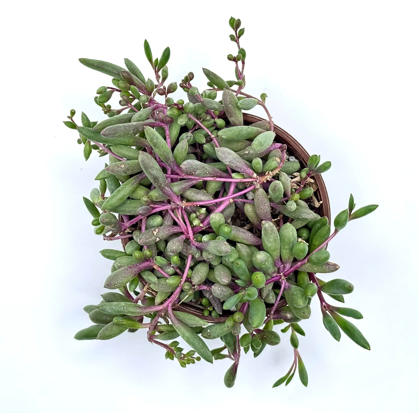 Ruby Necklace Othonna Capensis Live Succulent Plant in 4" inch Pot with Soil Fully Rooted. Hanging Trailing Purple,Easy to Care, Great for Home Office Wedding Decorations DIY Projects Party Favor