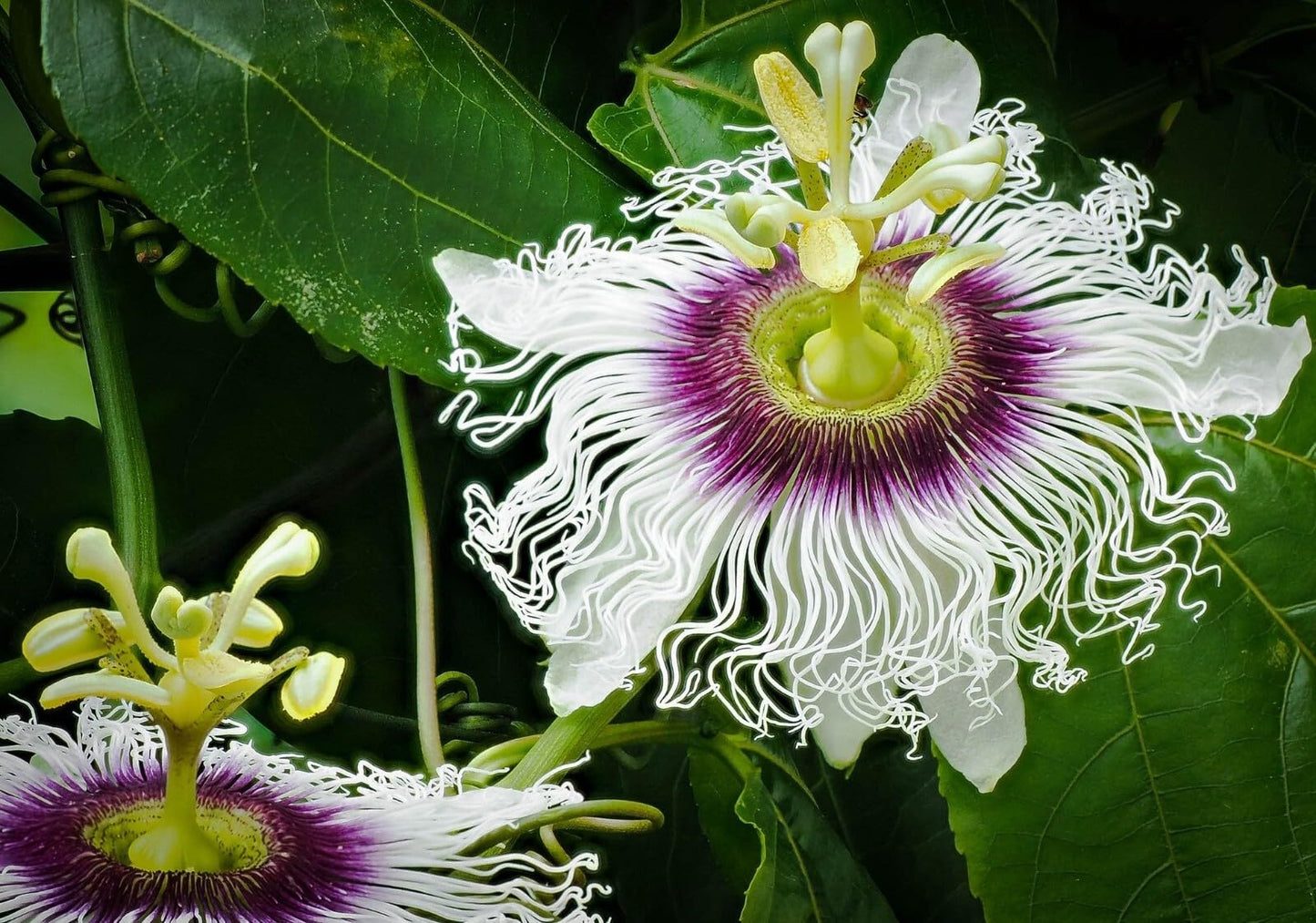 Live Plant - Sweet Sunrise Passion Fruit Live Starter Plant Passiflora edulis Self Fertile