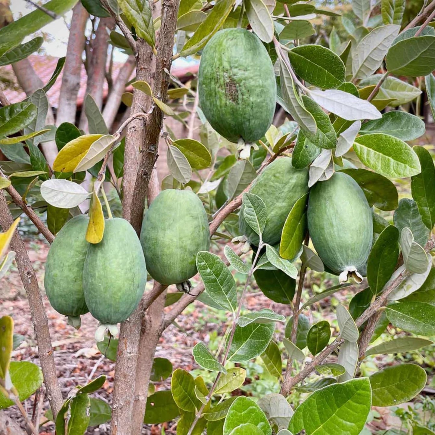 3 Pineapple Guava Live Plants, Pineapple Guava Fruit Trees 4-7 Inches Tall to Grow