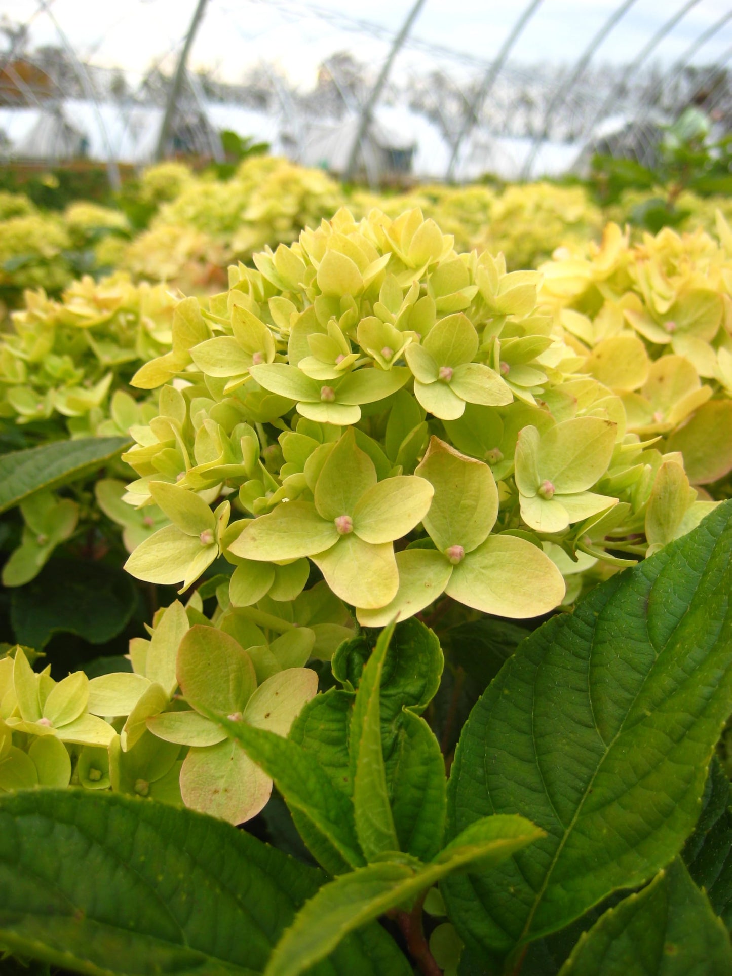 Live Plant from Green Promise Farms - Little Lime Panicle Hydrangea #2 Gallon Size Container Green Flowers - Plant Does NOT Ship to AZ, CA, HI, ID, MT, NV, OR, PR, UT & WA!!!