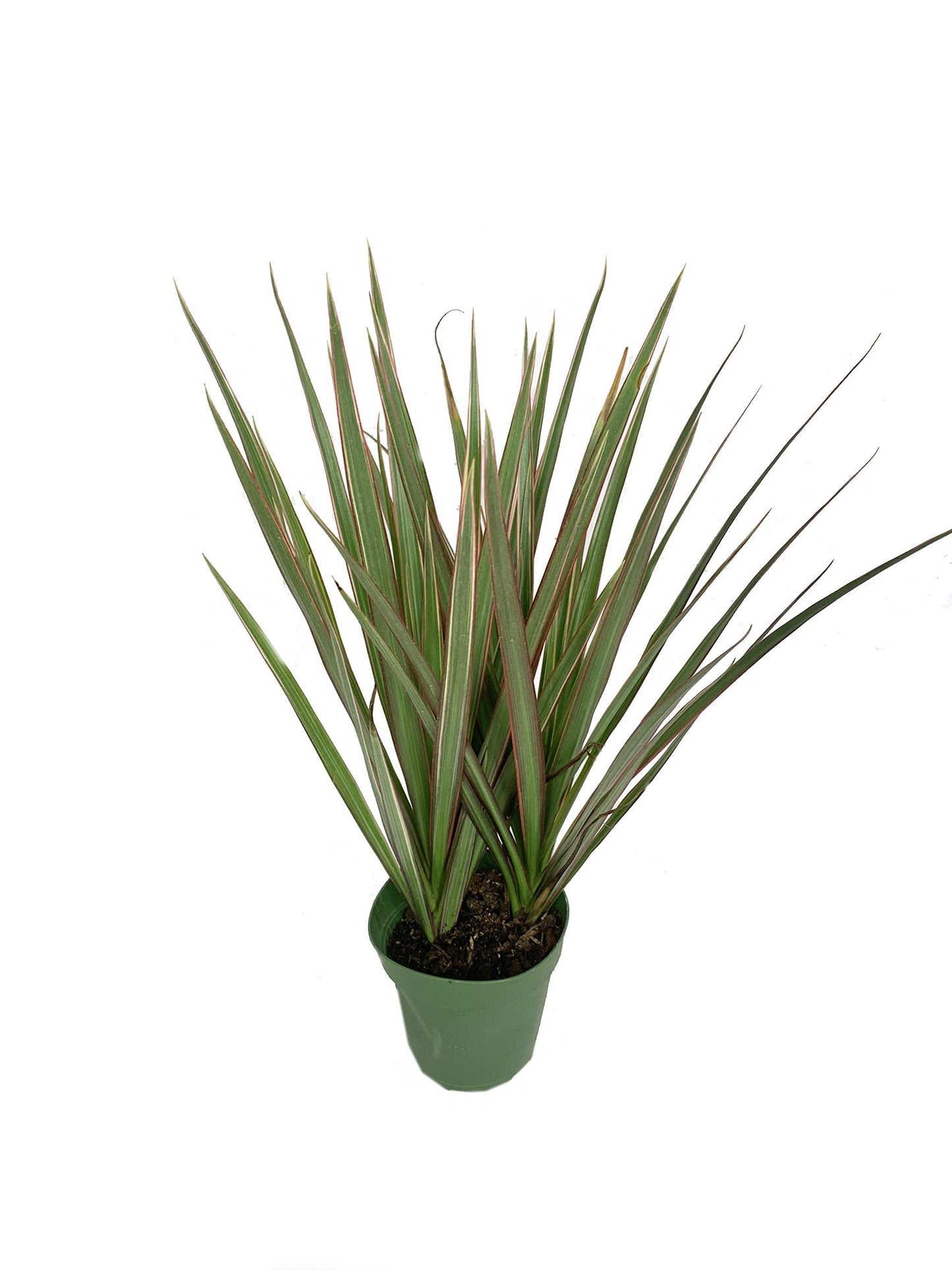 5 Pack Indoor Houseplant Collection - 5 Live Plants in 4 Inch Pots - Grower's Choice Based on Health, Beauty and Availability - Florist Quality Easy to Grow Air Purifying Indoor Plants
