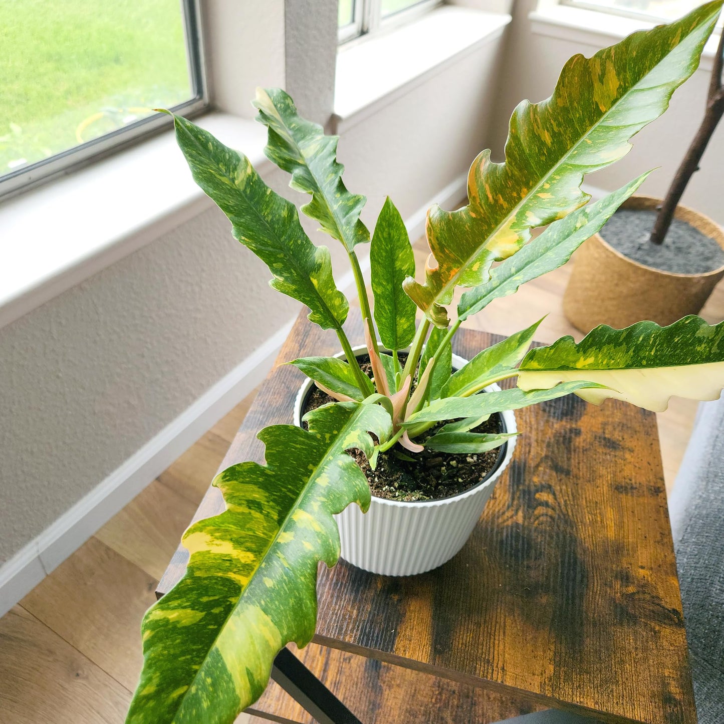 Variegated Ring of Fire Philodendron Houseplant Decor, Air Purifying Houseplants in 6" White Pot, Unique Live Gift, Indoor Planters, Real Plants, Decorative Variegated Plants by Plants for Pets