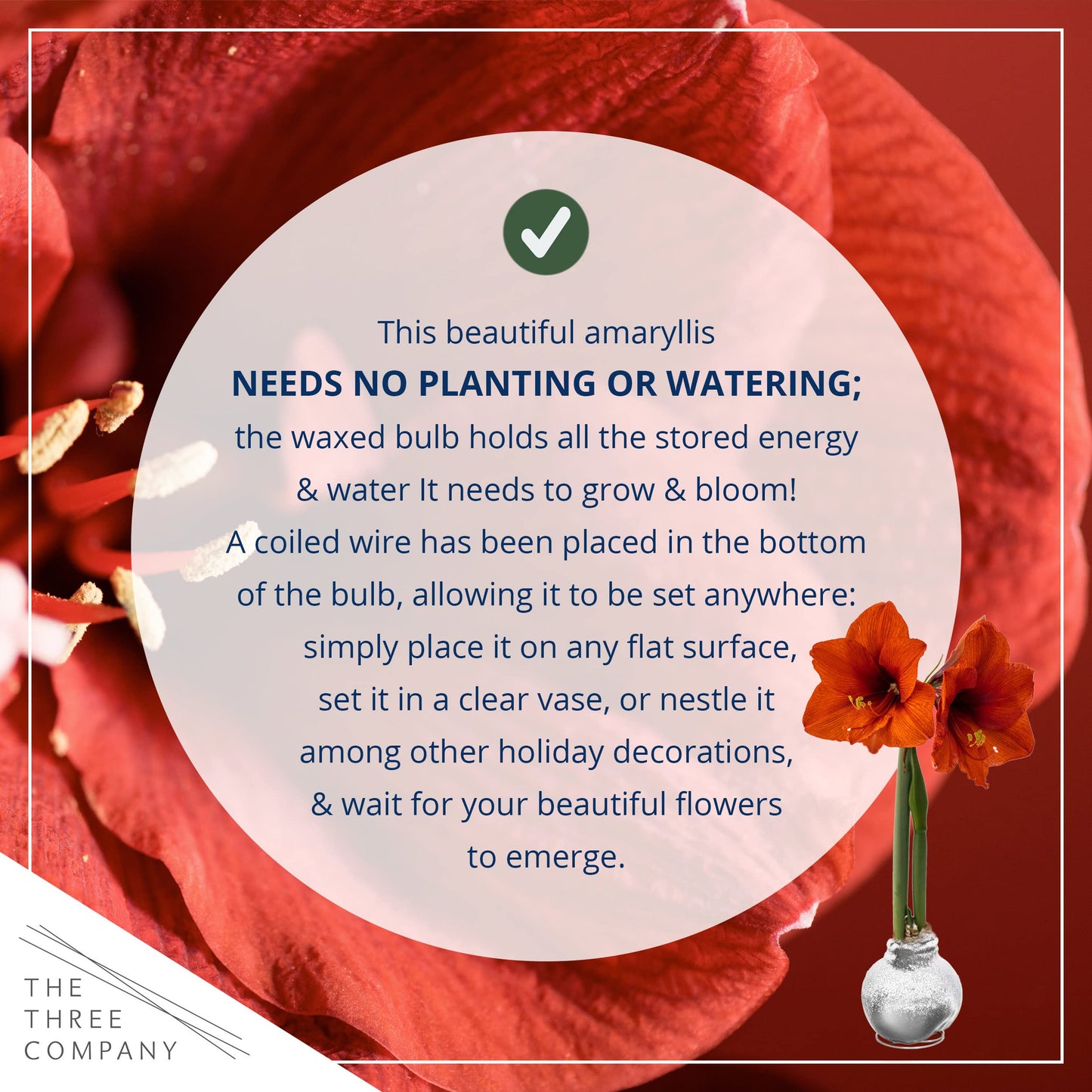 Snow Flecked Waxed Amaryllis Bulb – Silver Wax with Red Blooms – Live Holiday Gift Plant, Easy Care, No Watering Needed