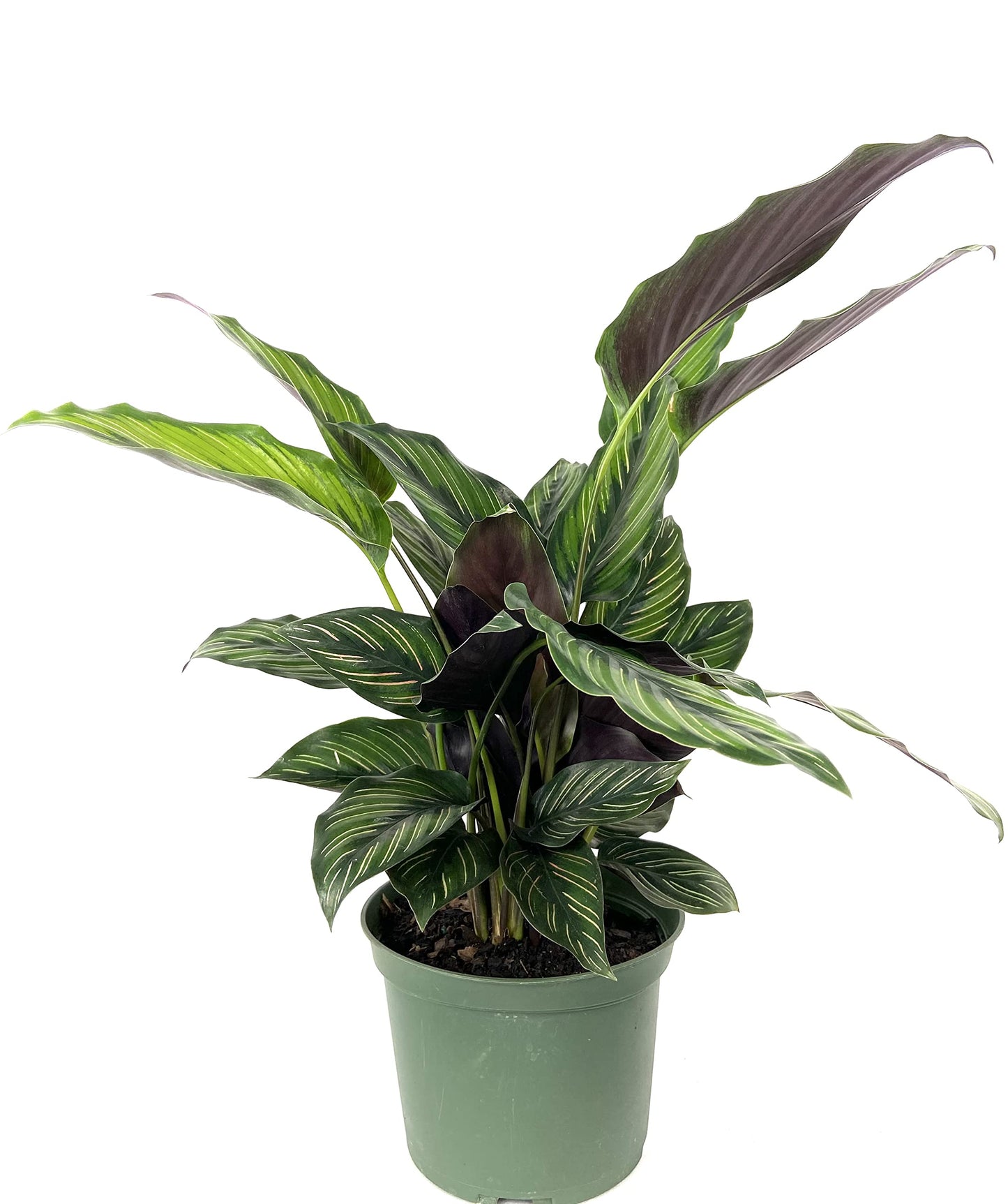 Calathea Beauty Star - Live Plant in a 6 Inch Pot - Calathea Ornata Beauty - Beautiful Easy to Grow Air Purifying Indoor Plant