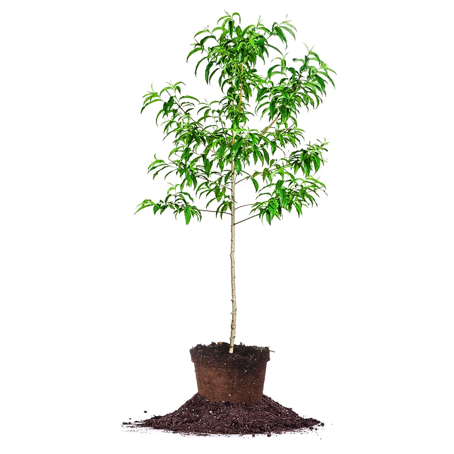 Santa Rosa Plum Tree 4-5ft